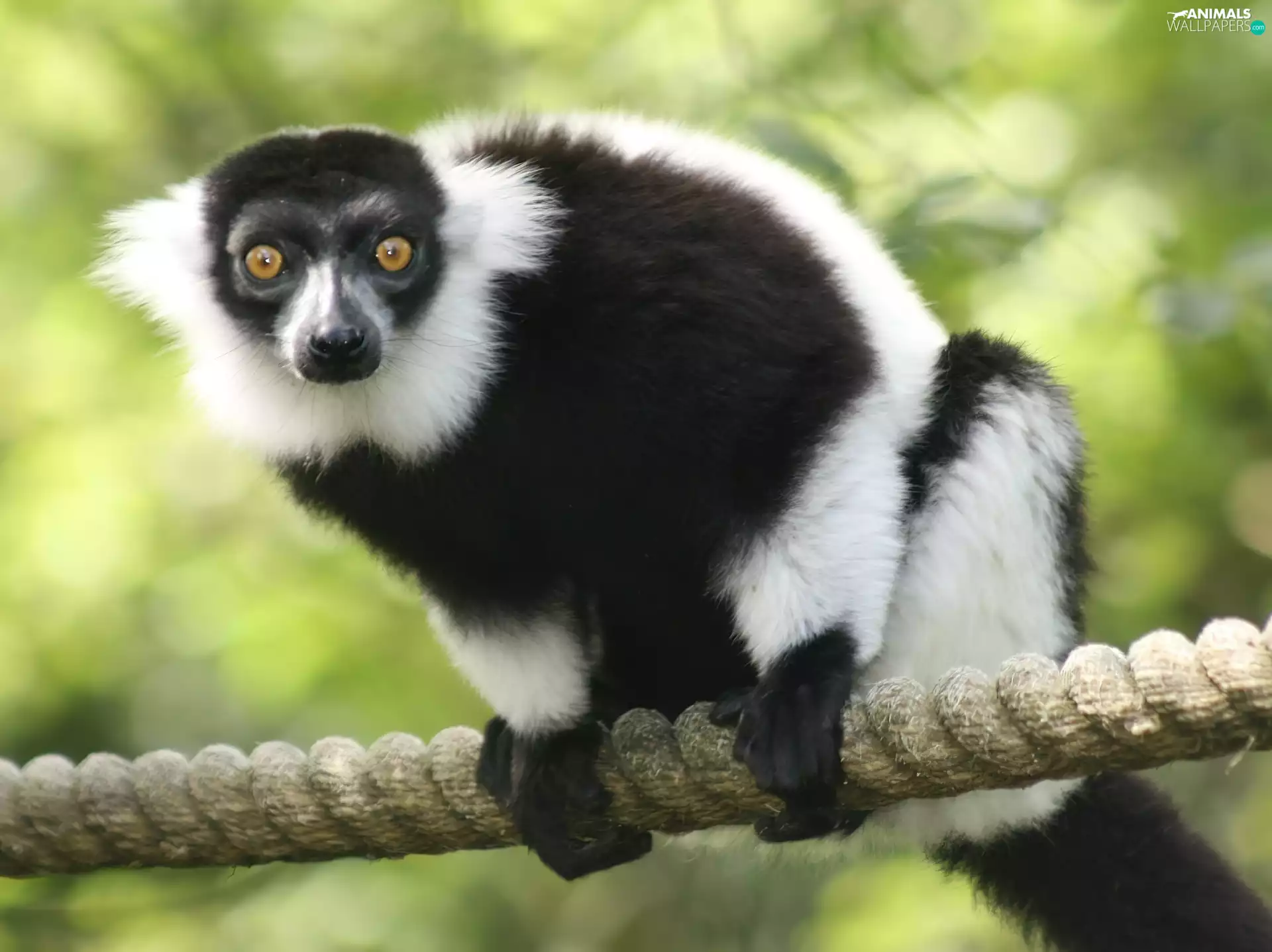 lines, lemur, an