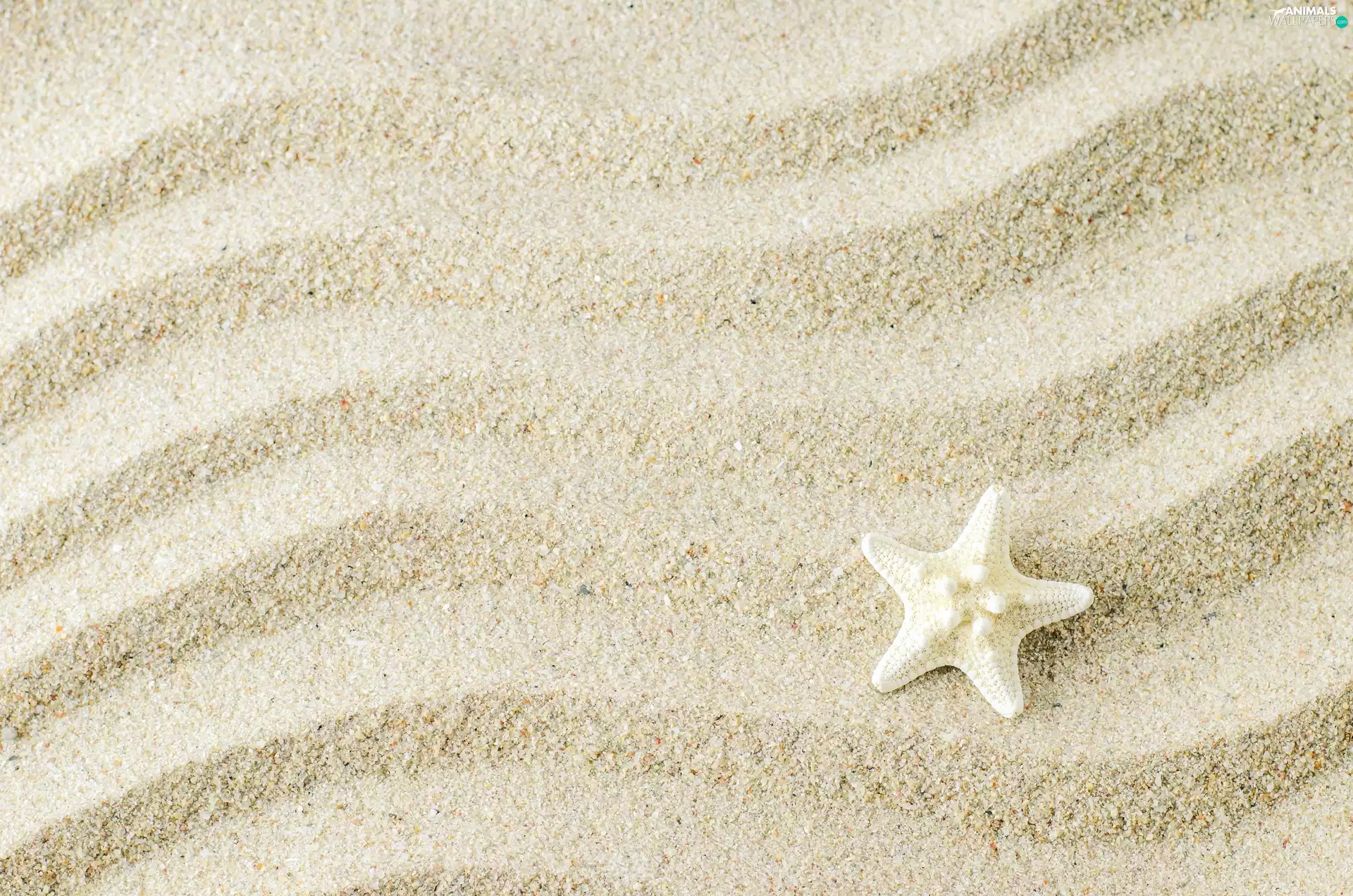 Sand, undulating, starfish, lines