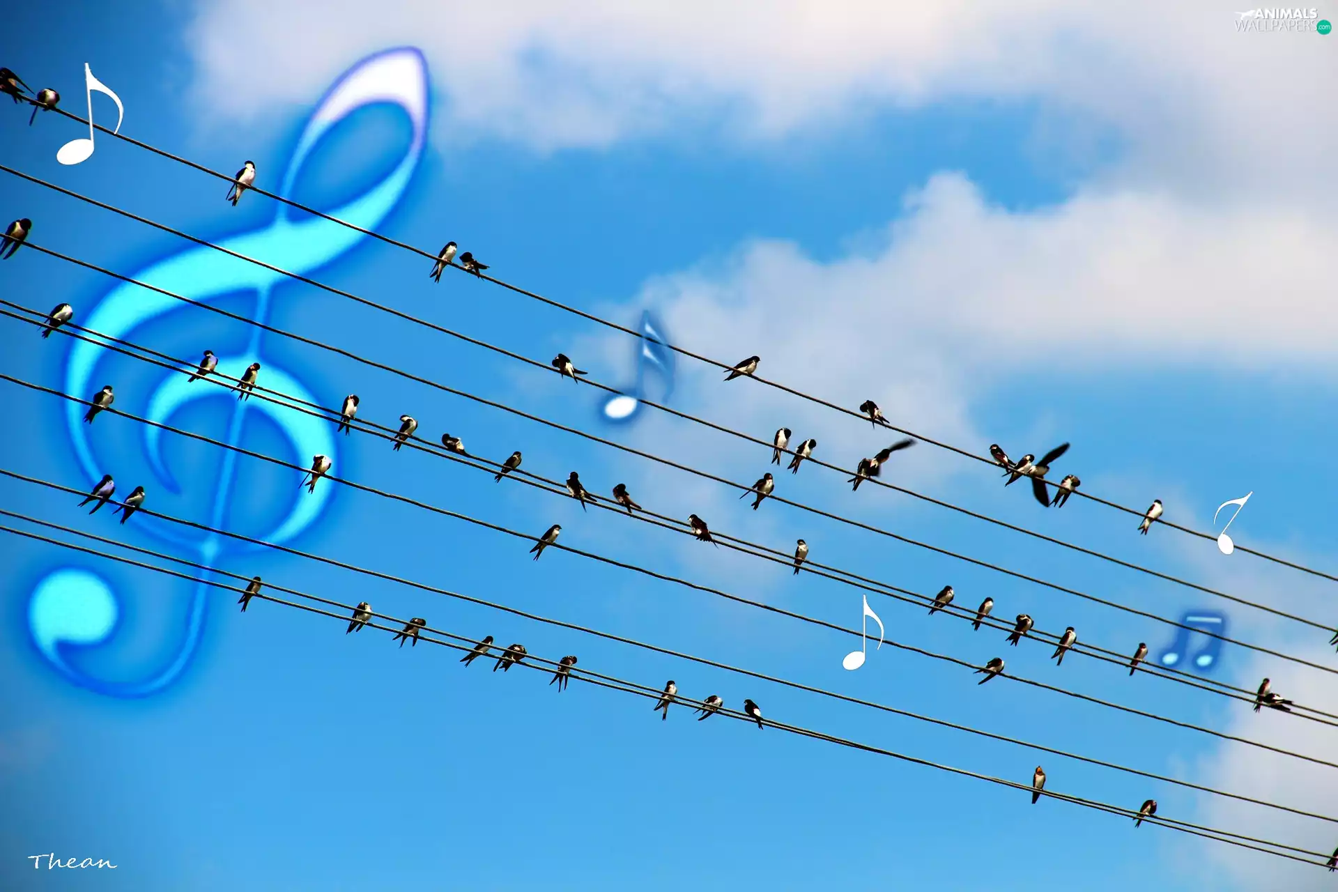 tension, musical notes, lines, high, swallow