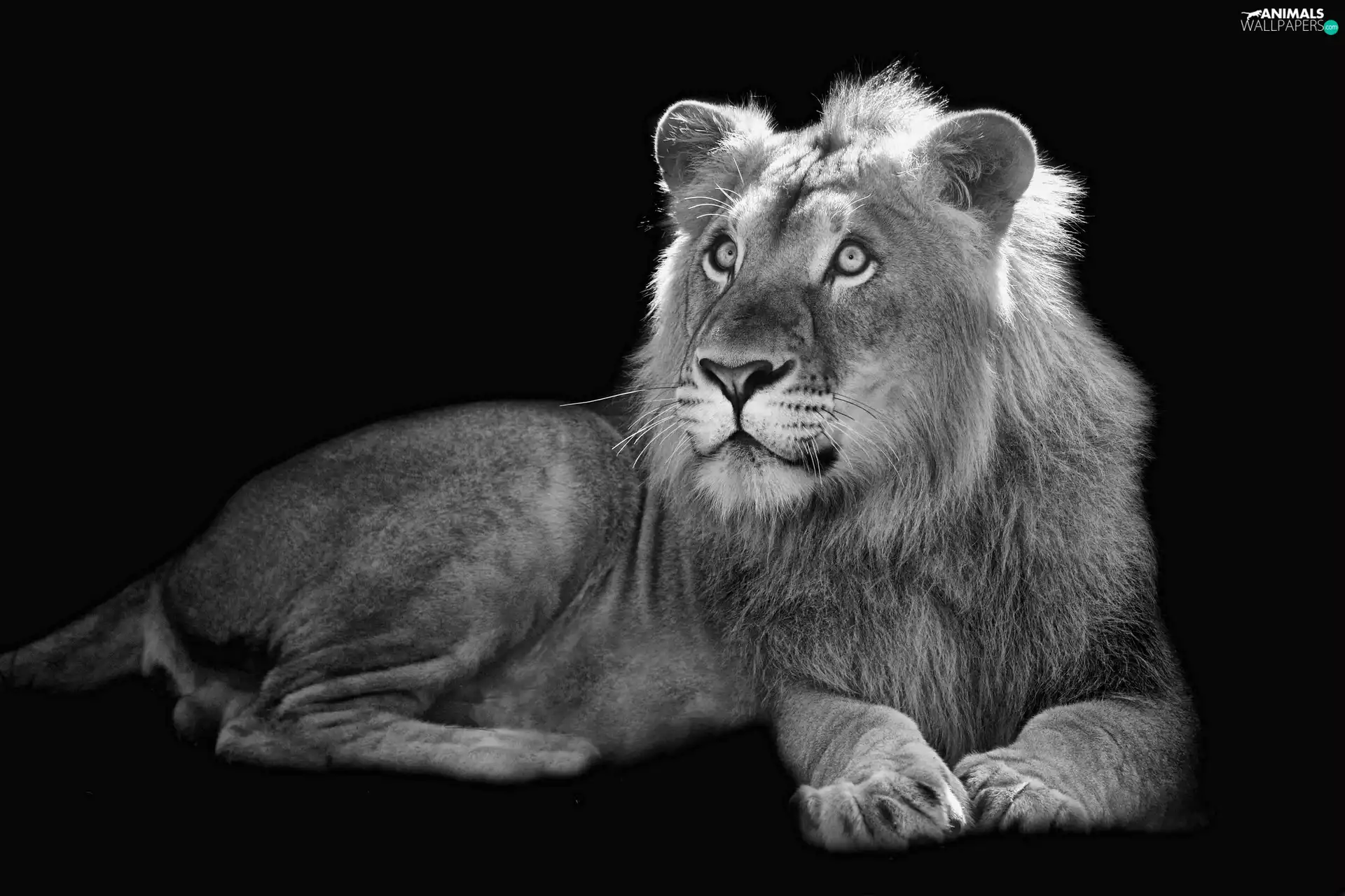 Lion, black background