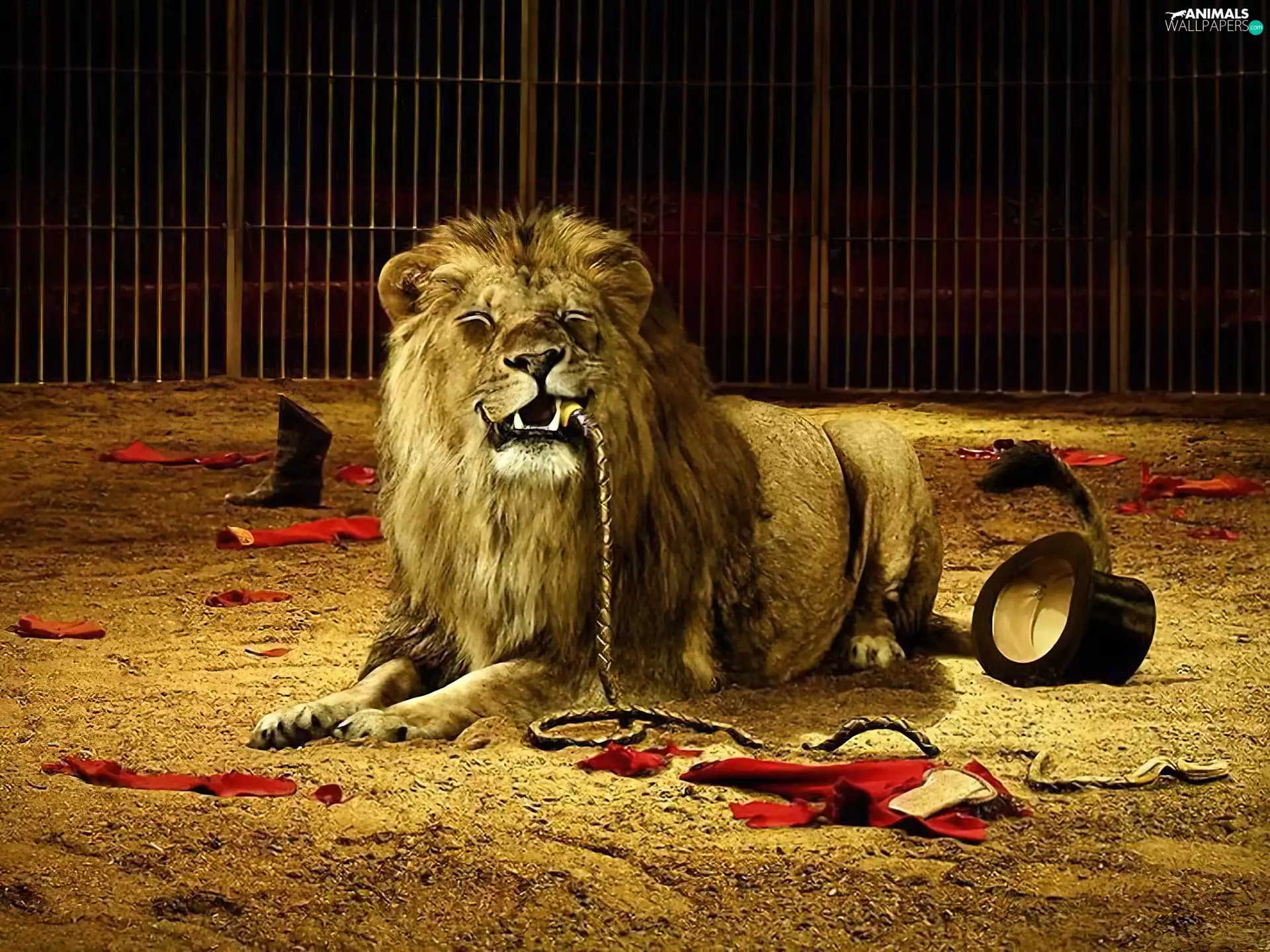 Lion, cannibal