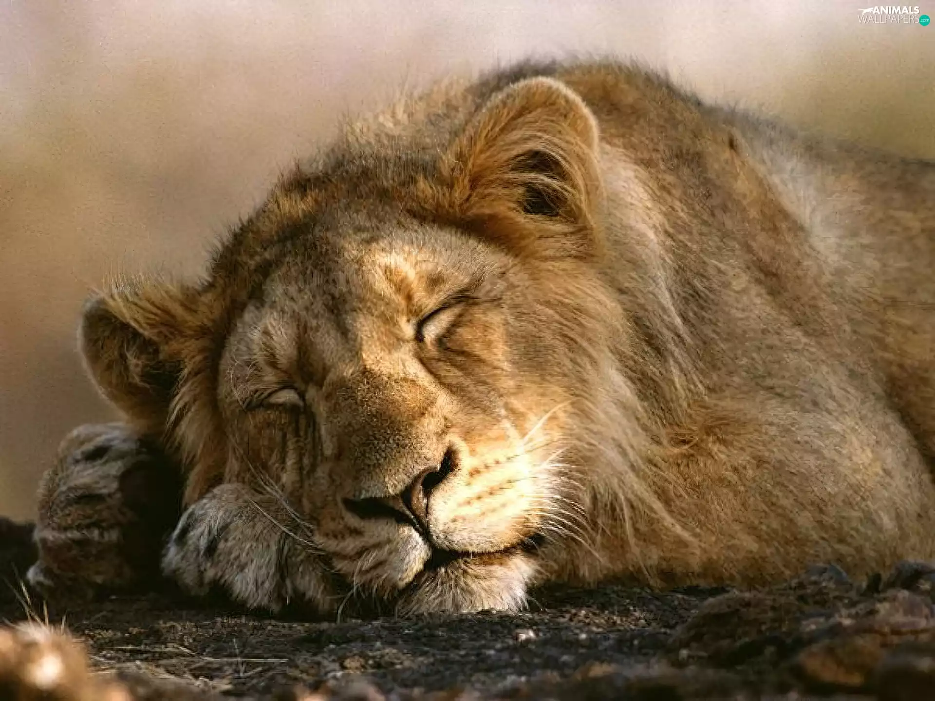 Lion, dream
