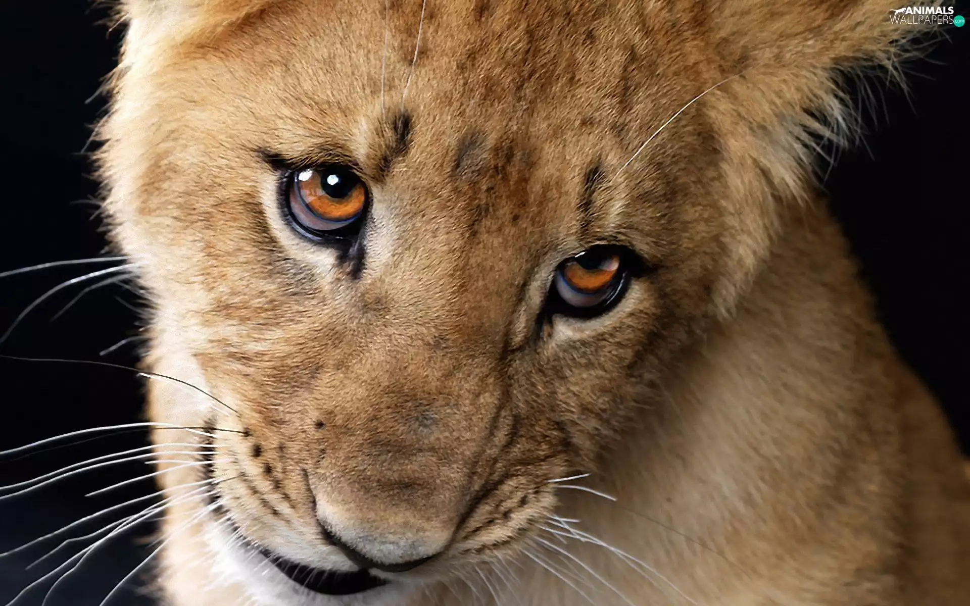 Lion, Eyes