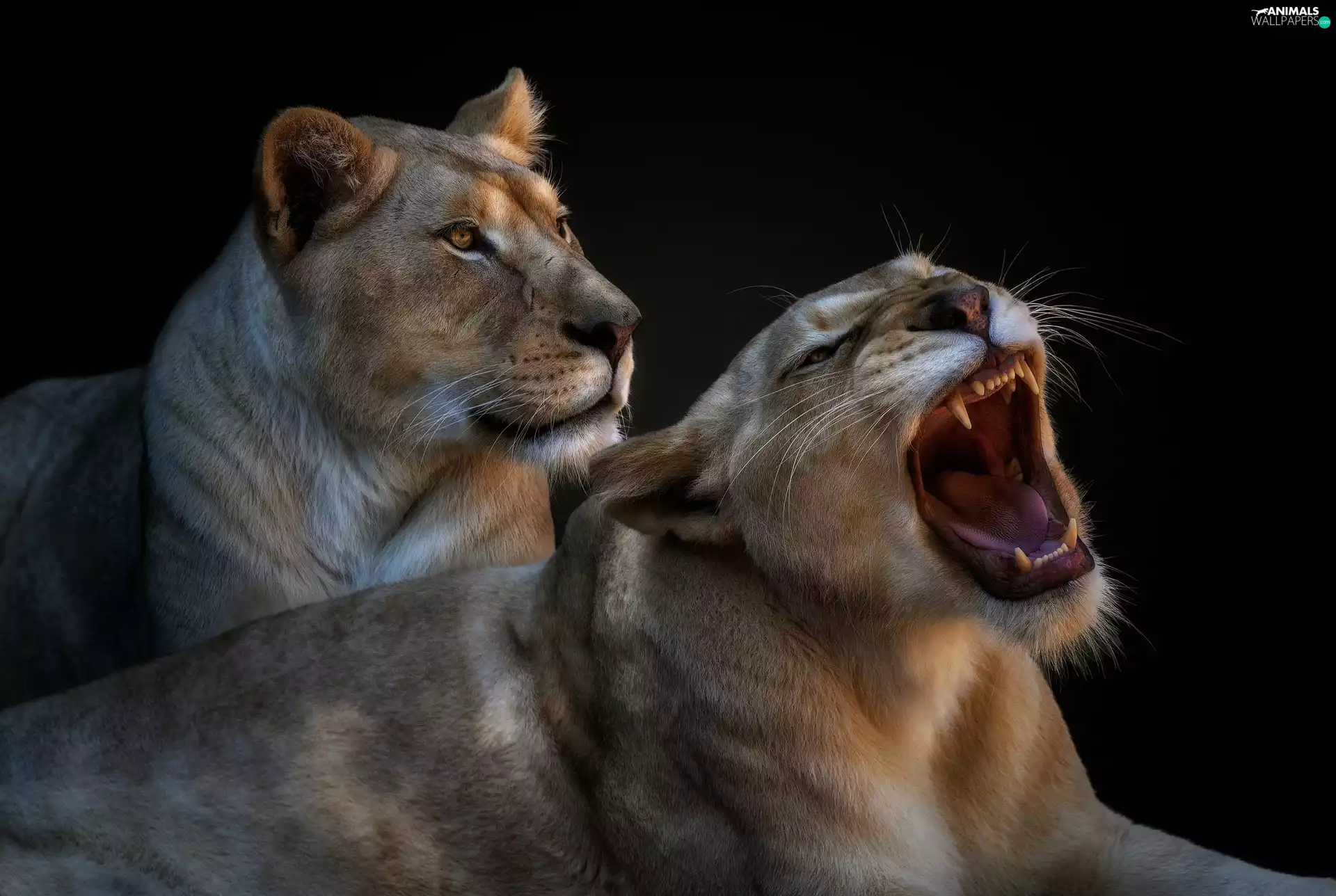 Lion, Steam, Lioness, mouth, luminosity, black background, sun, flash, ligh