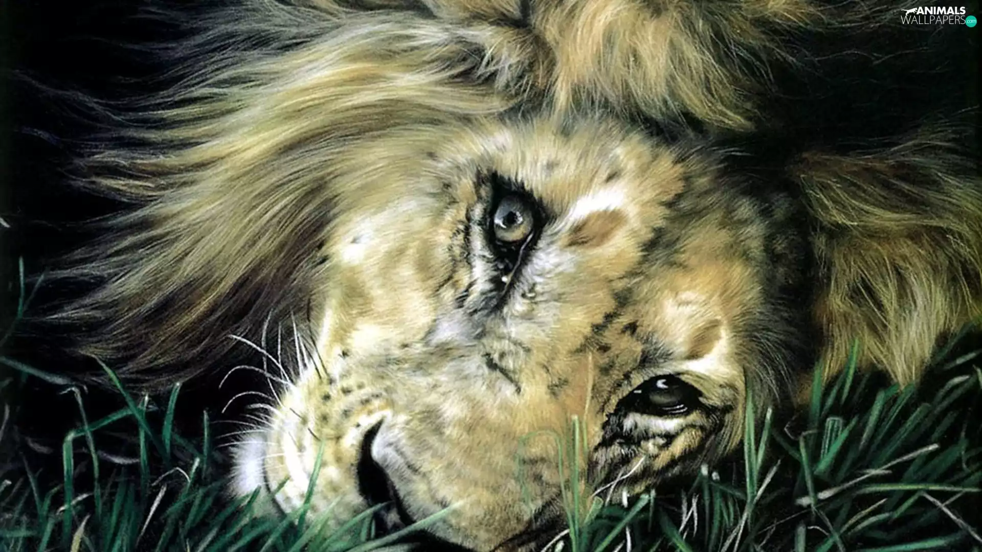 Lion, grass