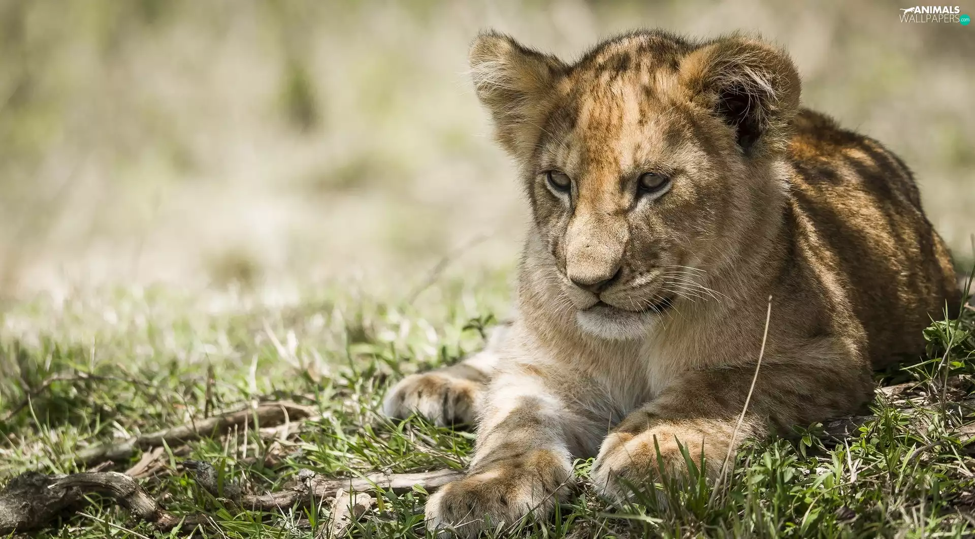 grass, little doggies, lion