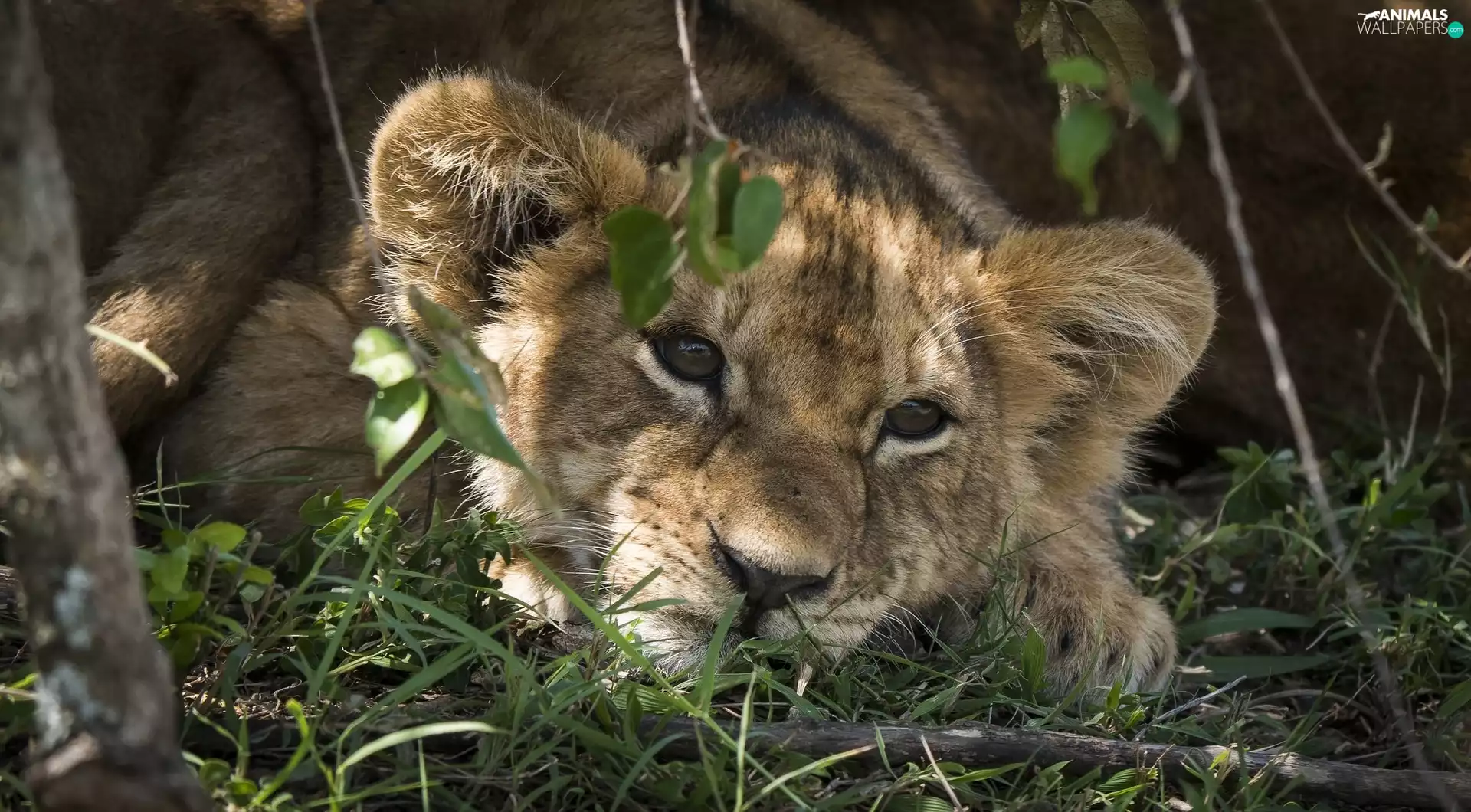 grass, little doggies, lion
