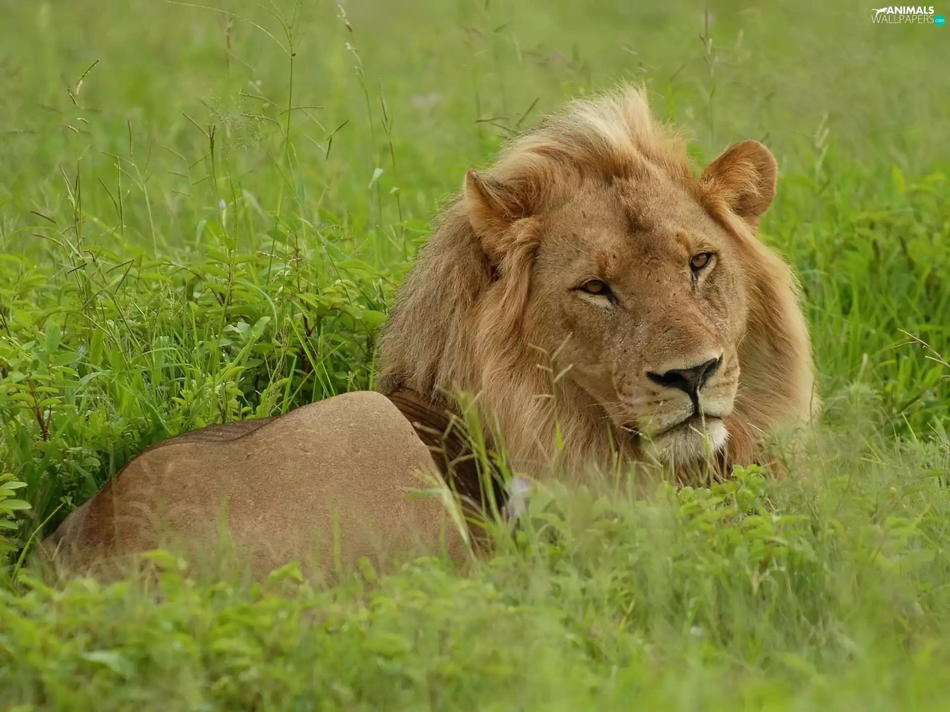 Lion, grass
