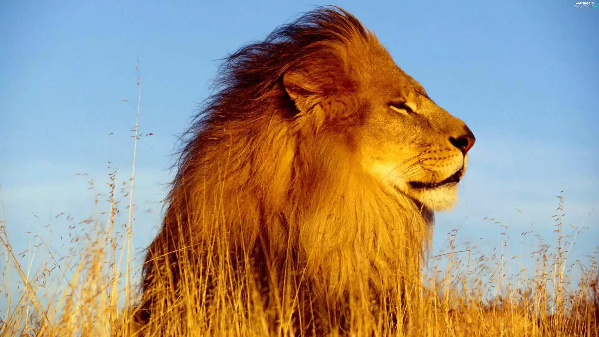 lion, powerful, Head