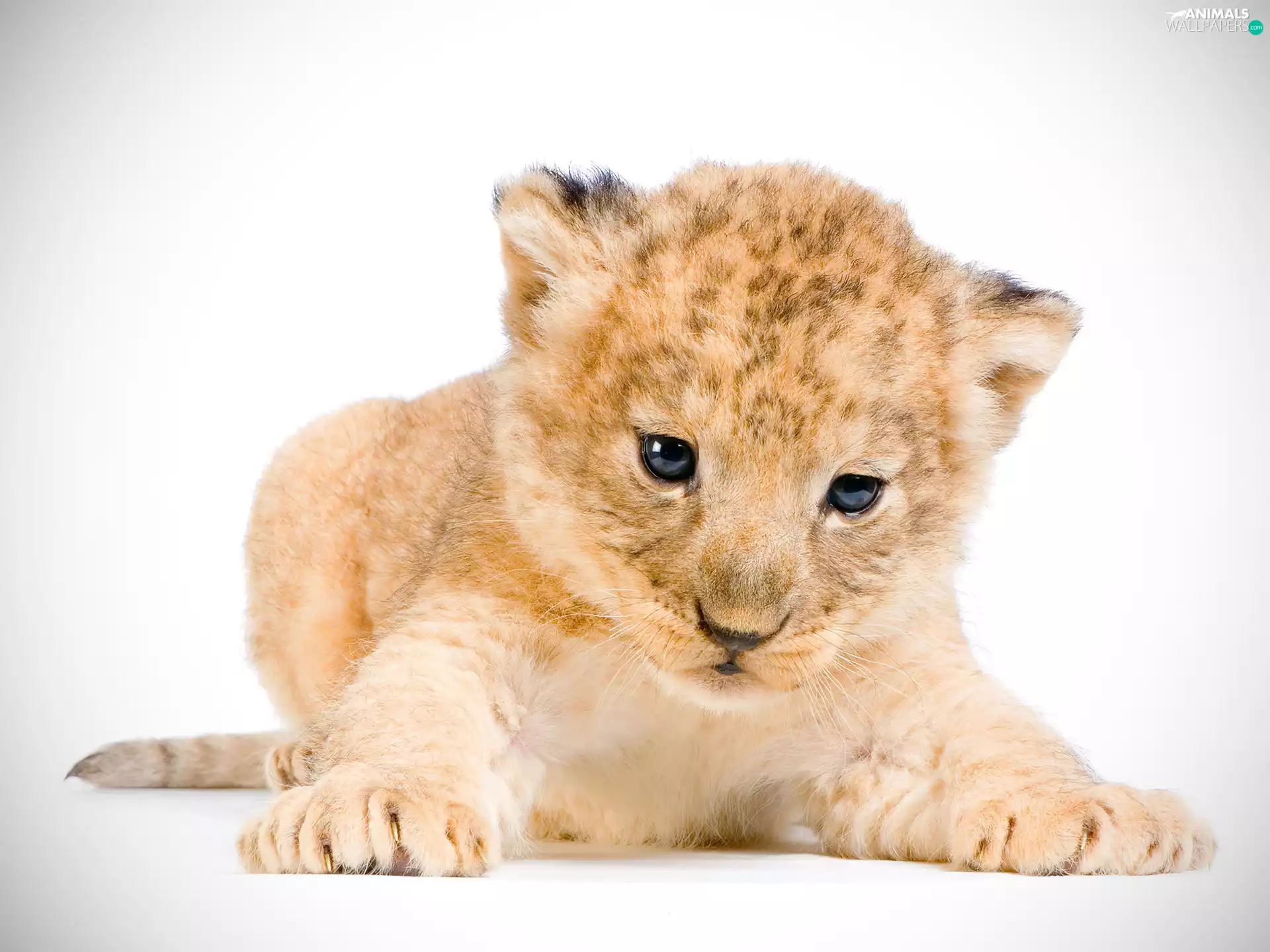 Lion, small, honeyed