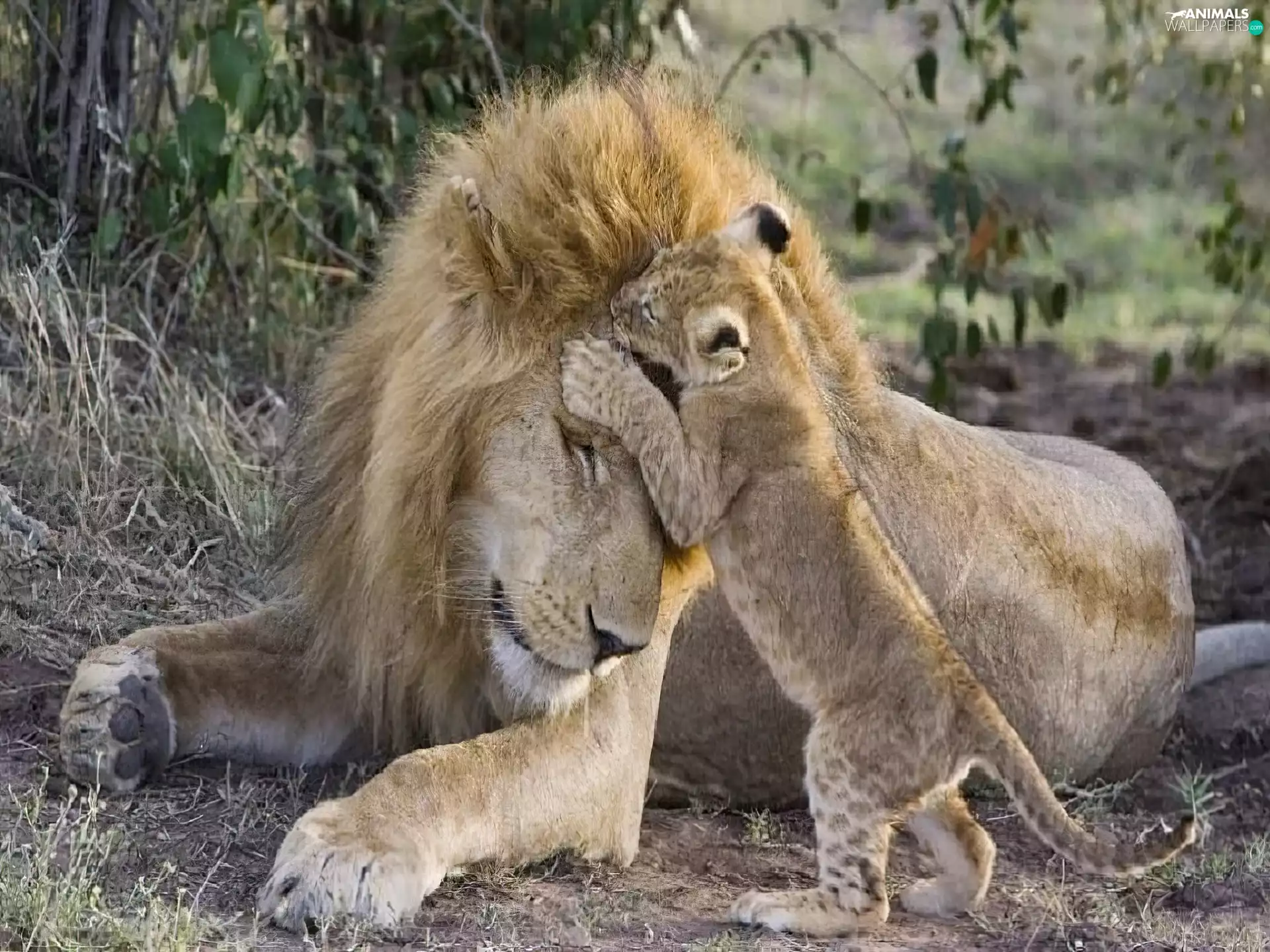 lion, papa, Lion