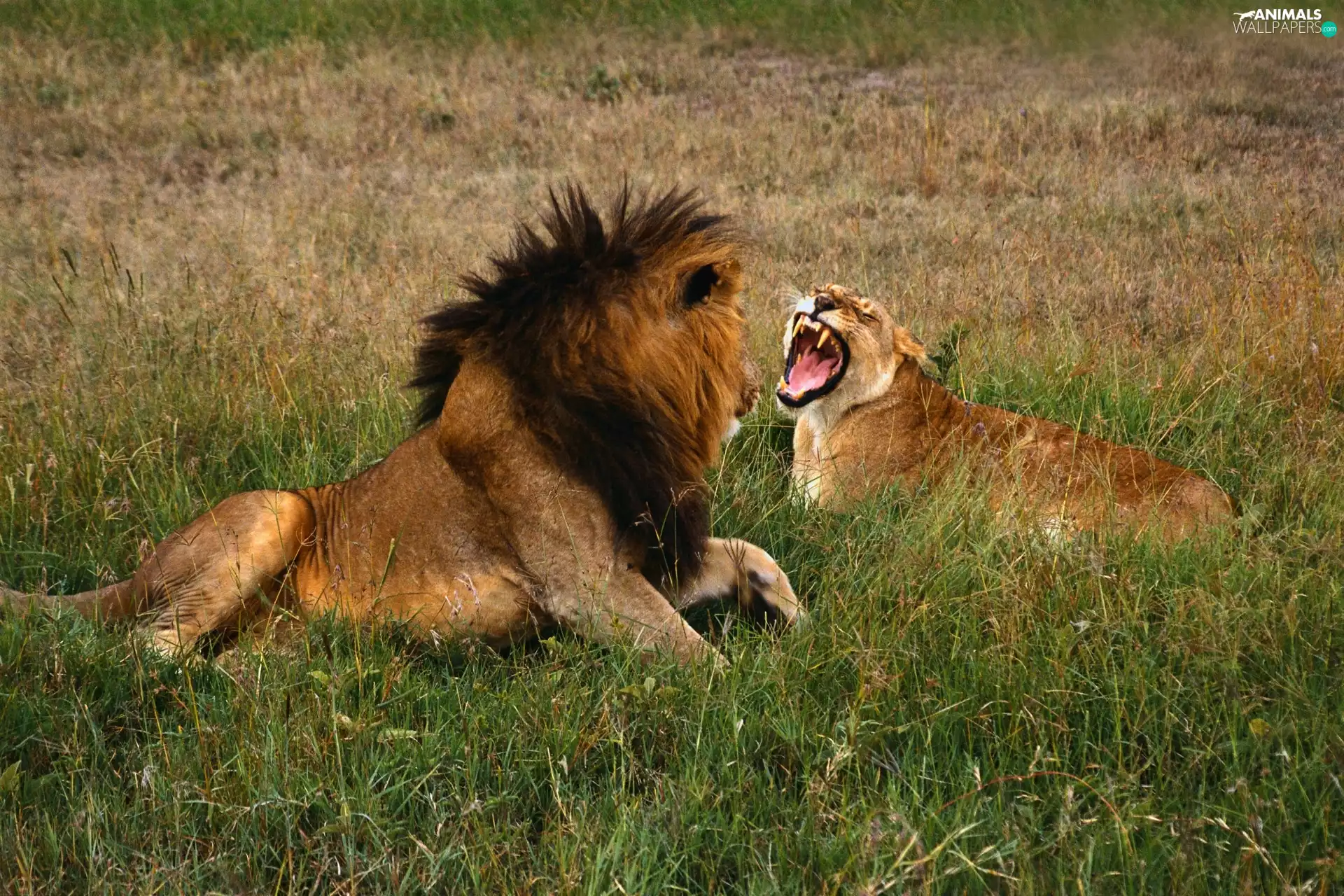 Lion, arguing, Lioness