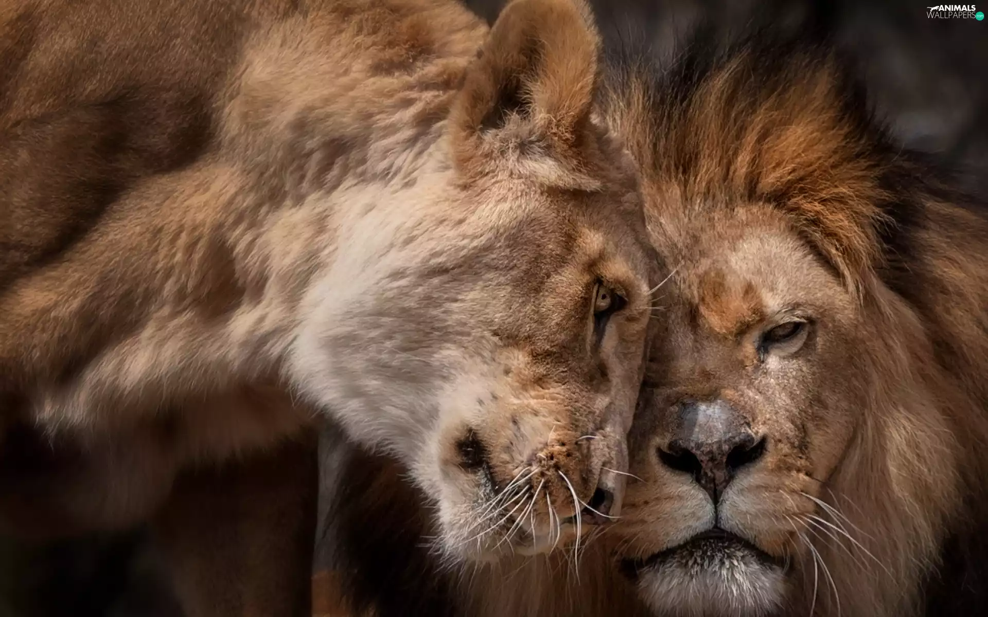 Lion, lions, Lioness