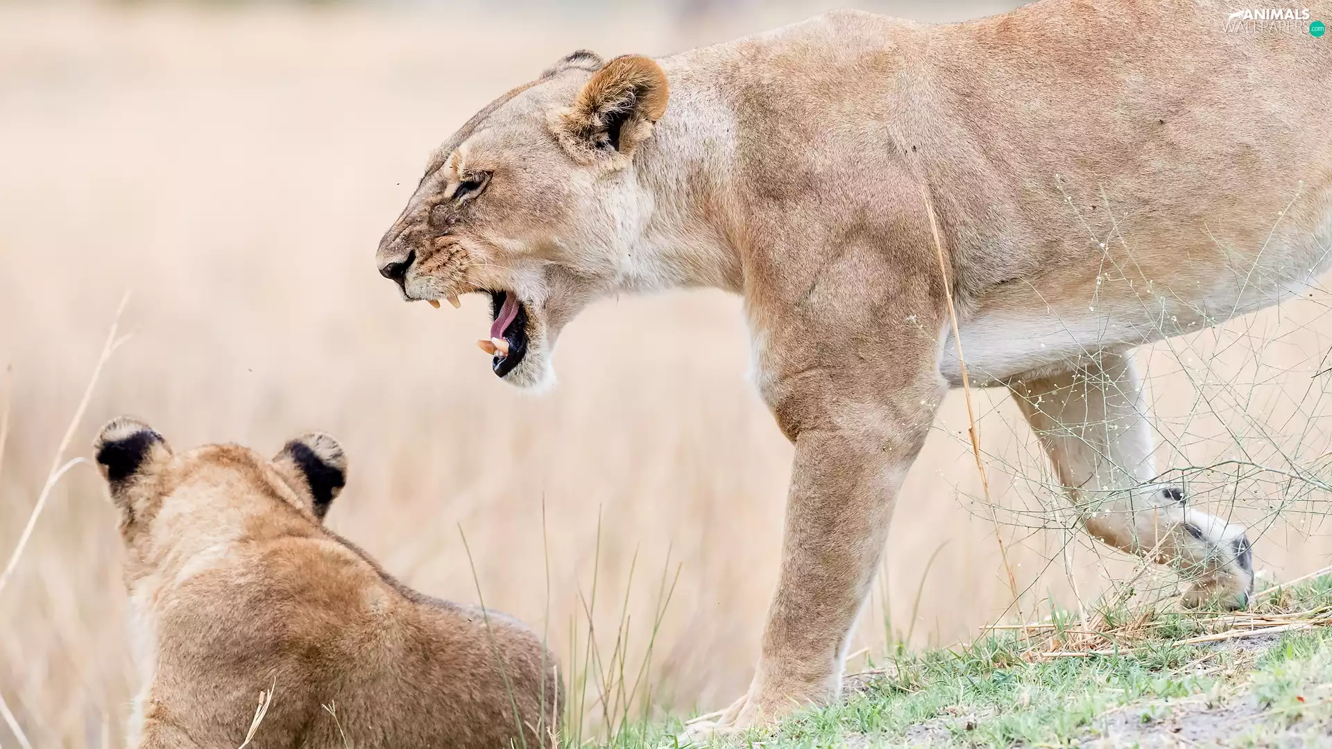 lion, lions, Lioness