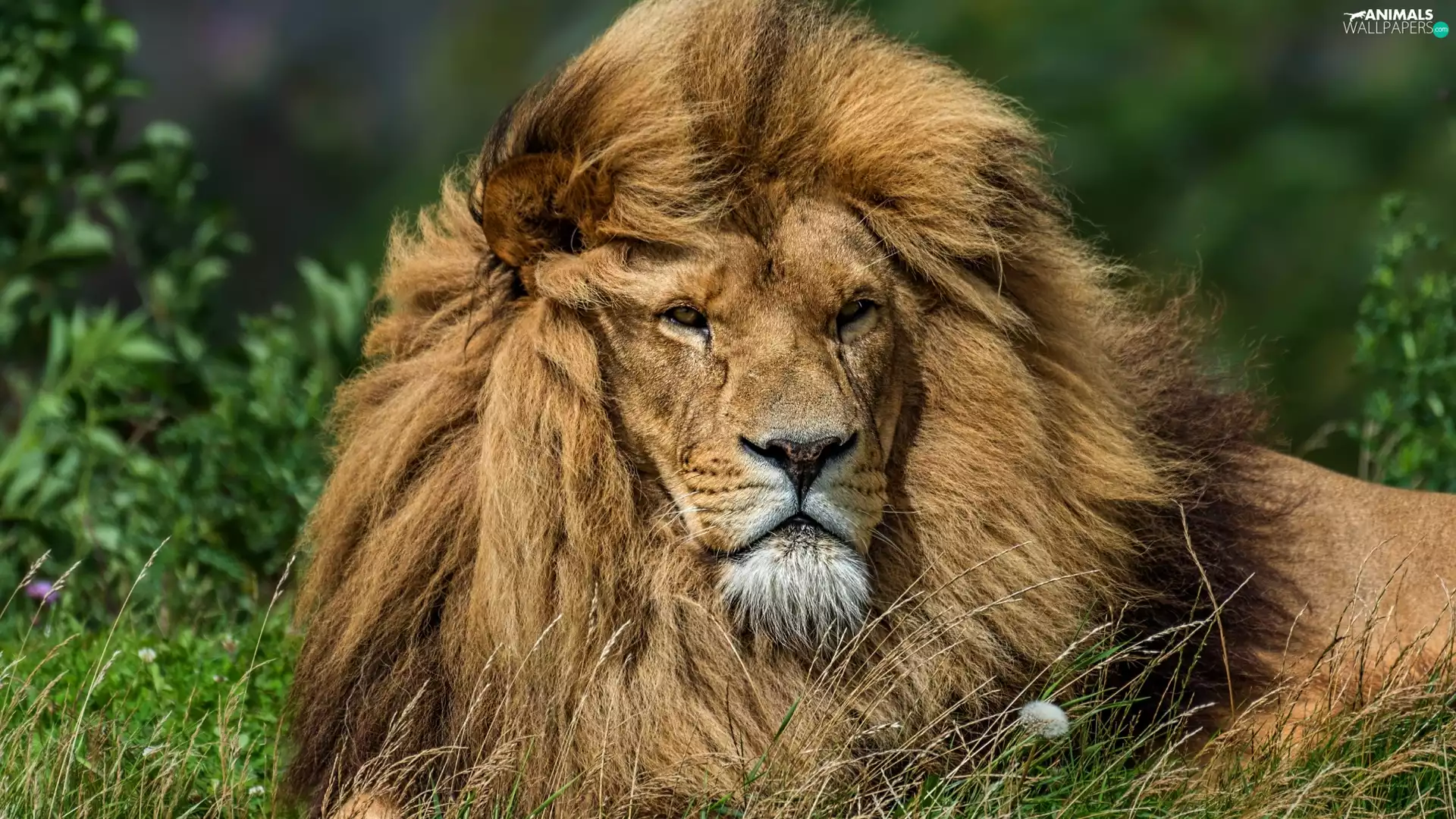 lying, dispelled, mane, Lion