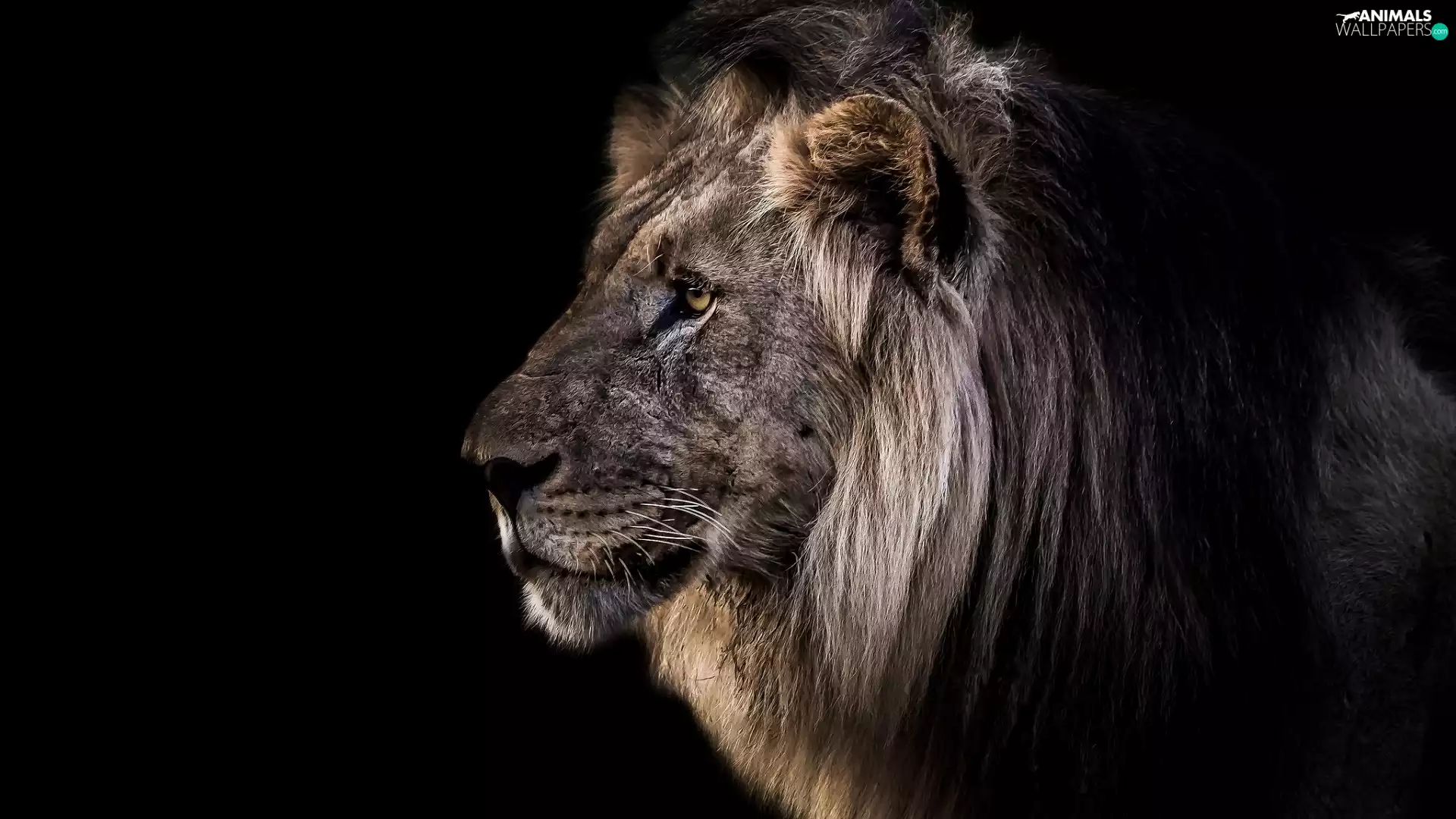 Lion, profile