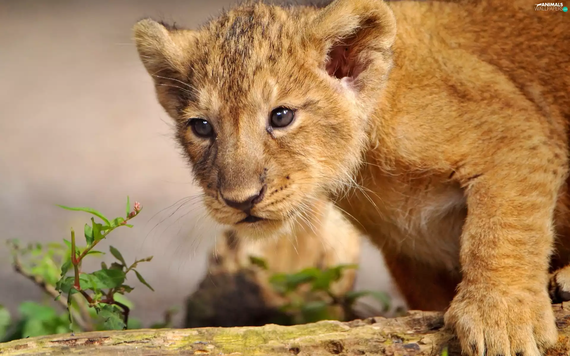 pud, little doggies, lion