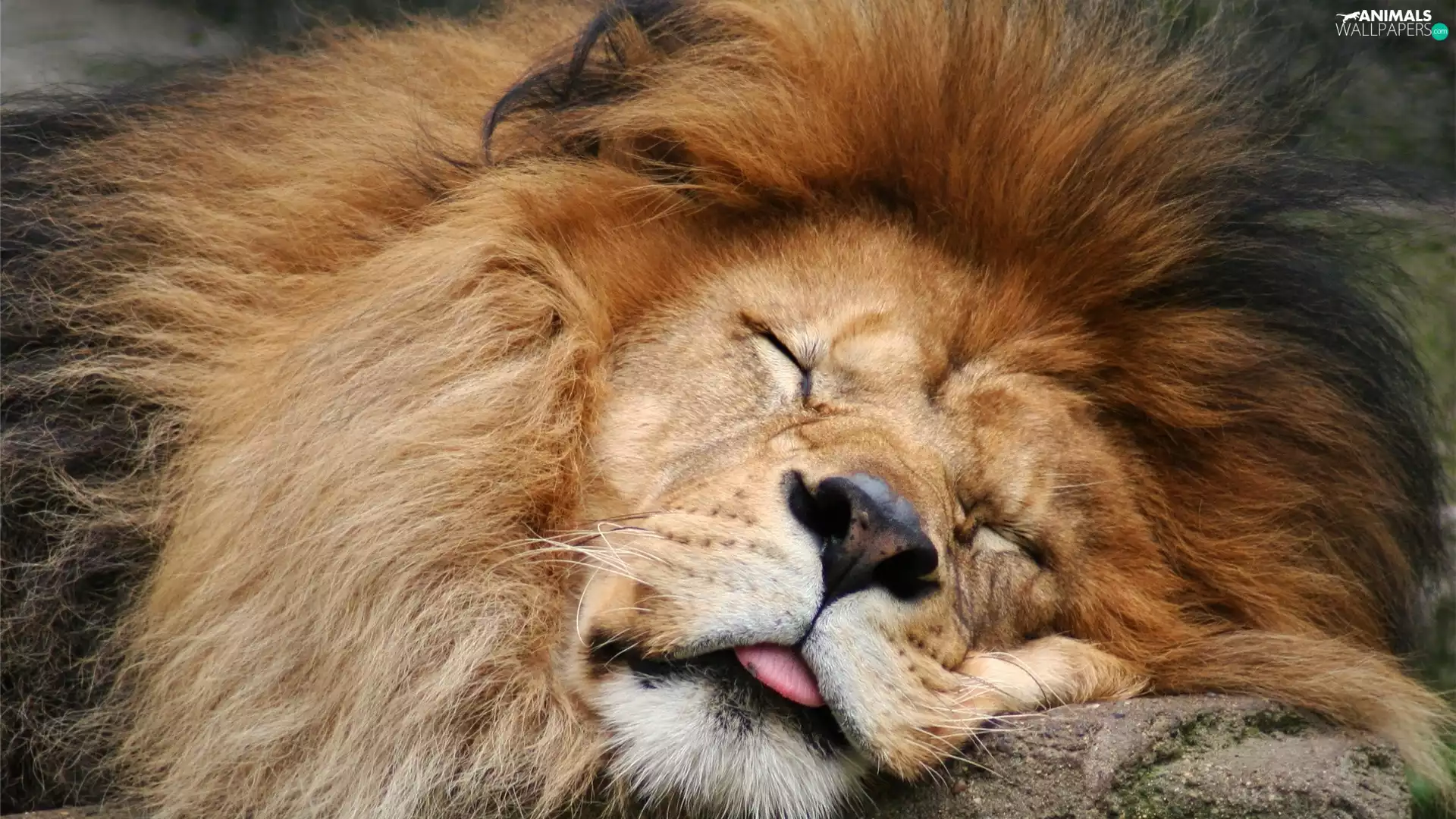 Lion Sleeps, Tounge