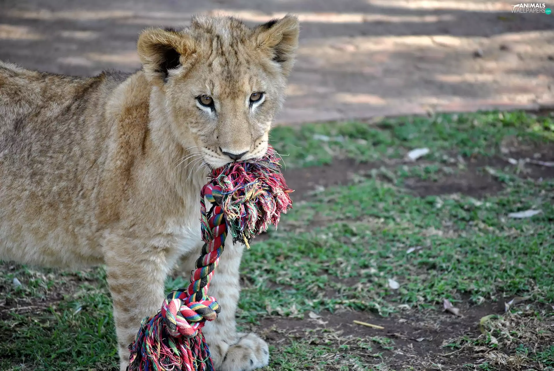 toy, little doggies, lion