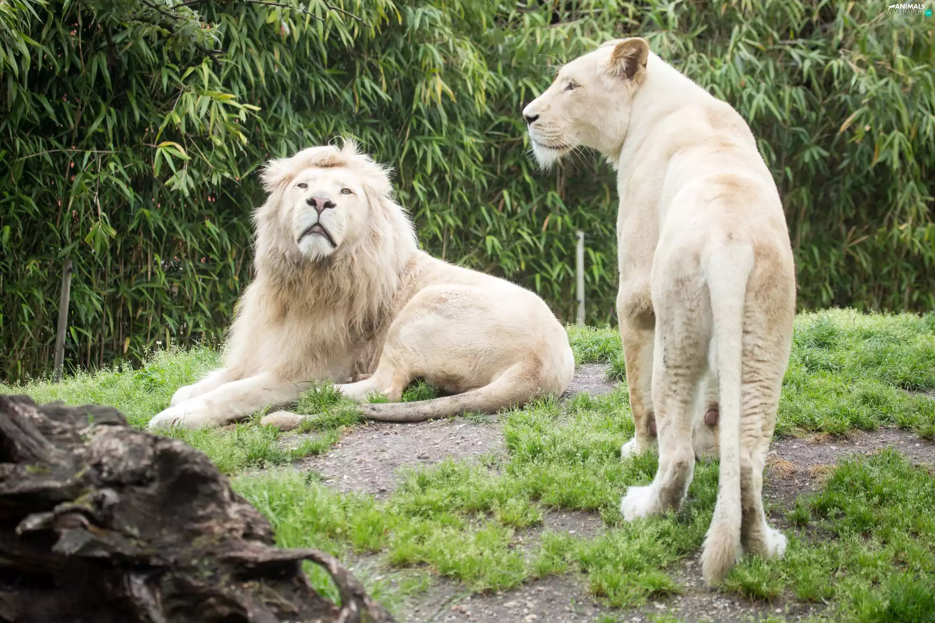 White, Lioness, grass, Lion