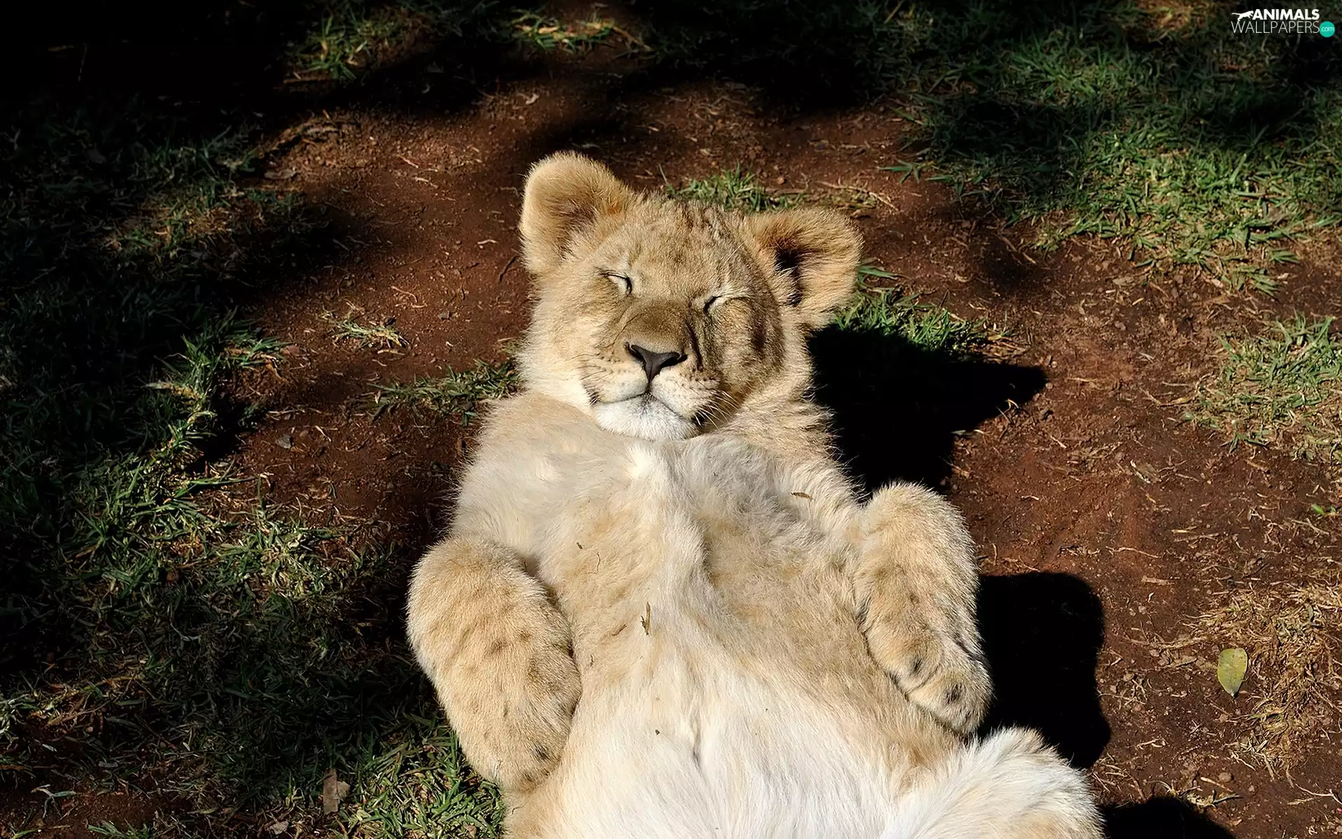 Lion, sleepy, young