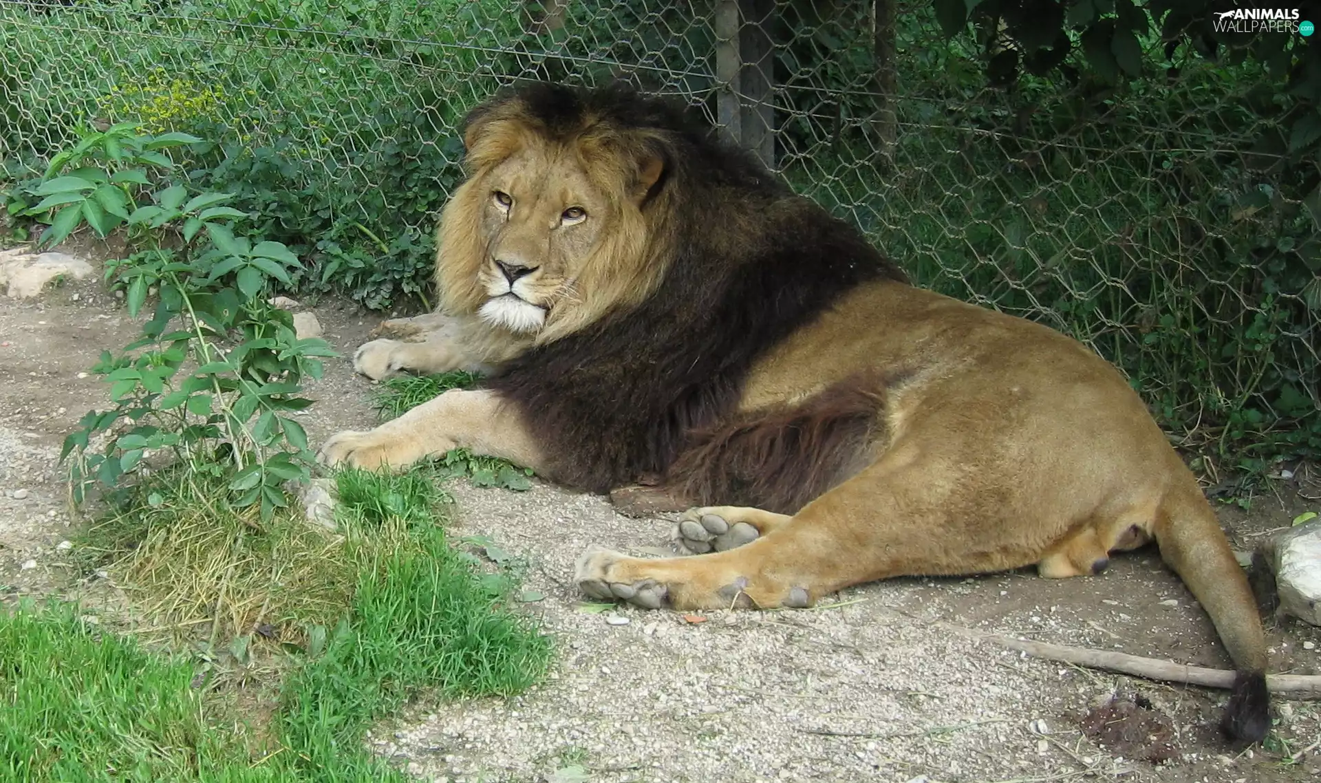 Lion, zoo