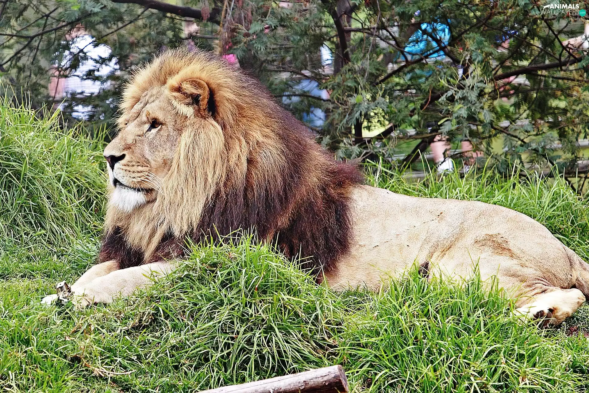 Lion, zoo