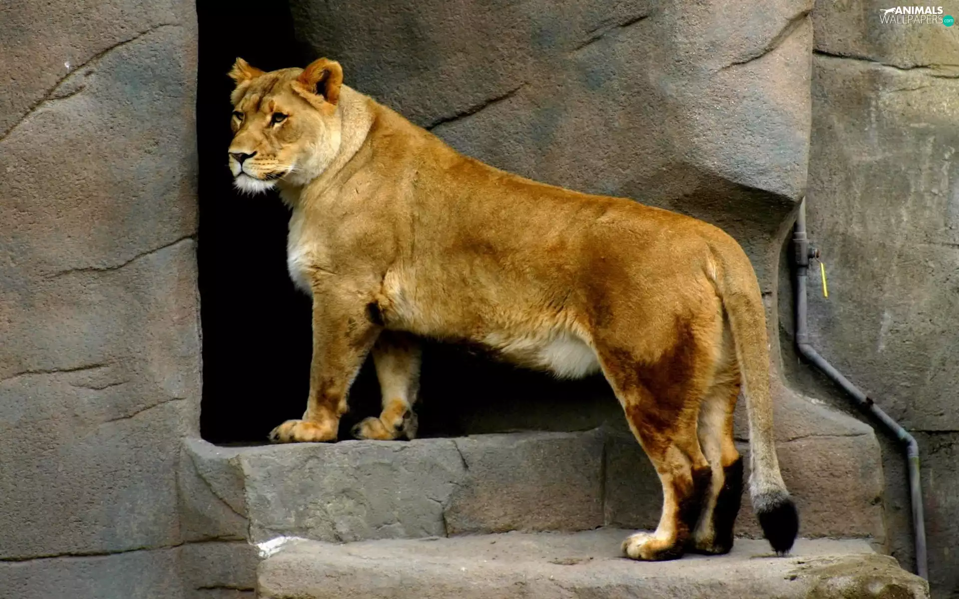 Lioness