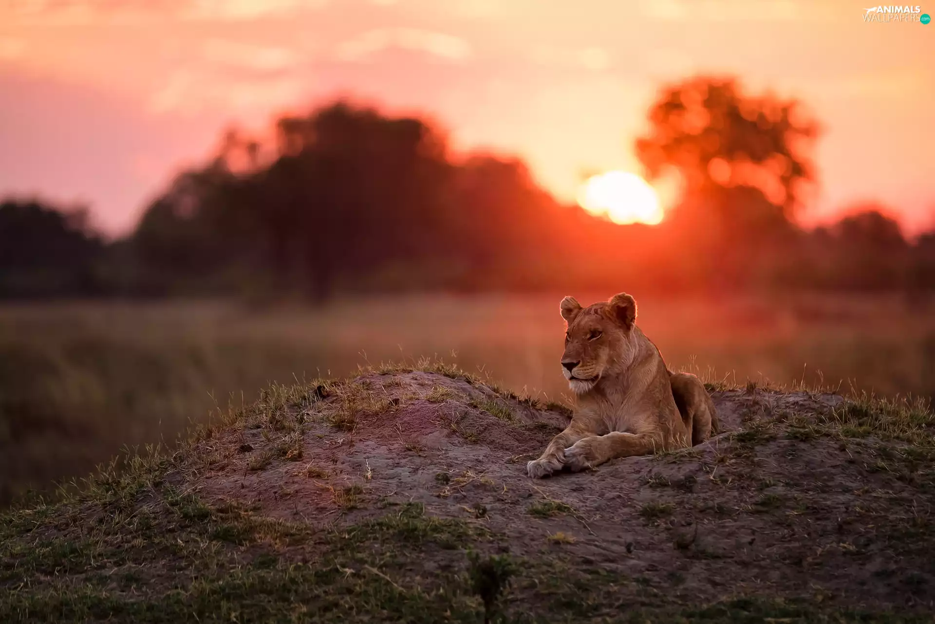 laying, west, sun, Lioness