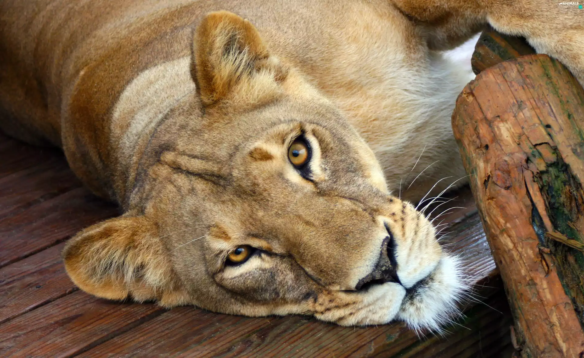laying, Head, Wood, Lioness