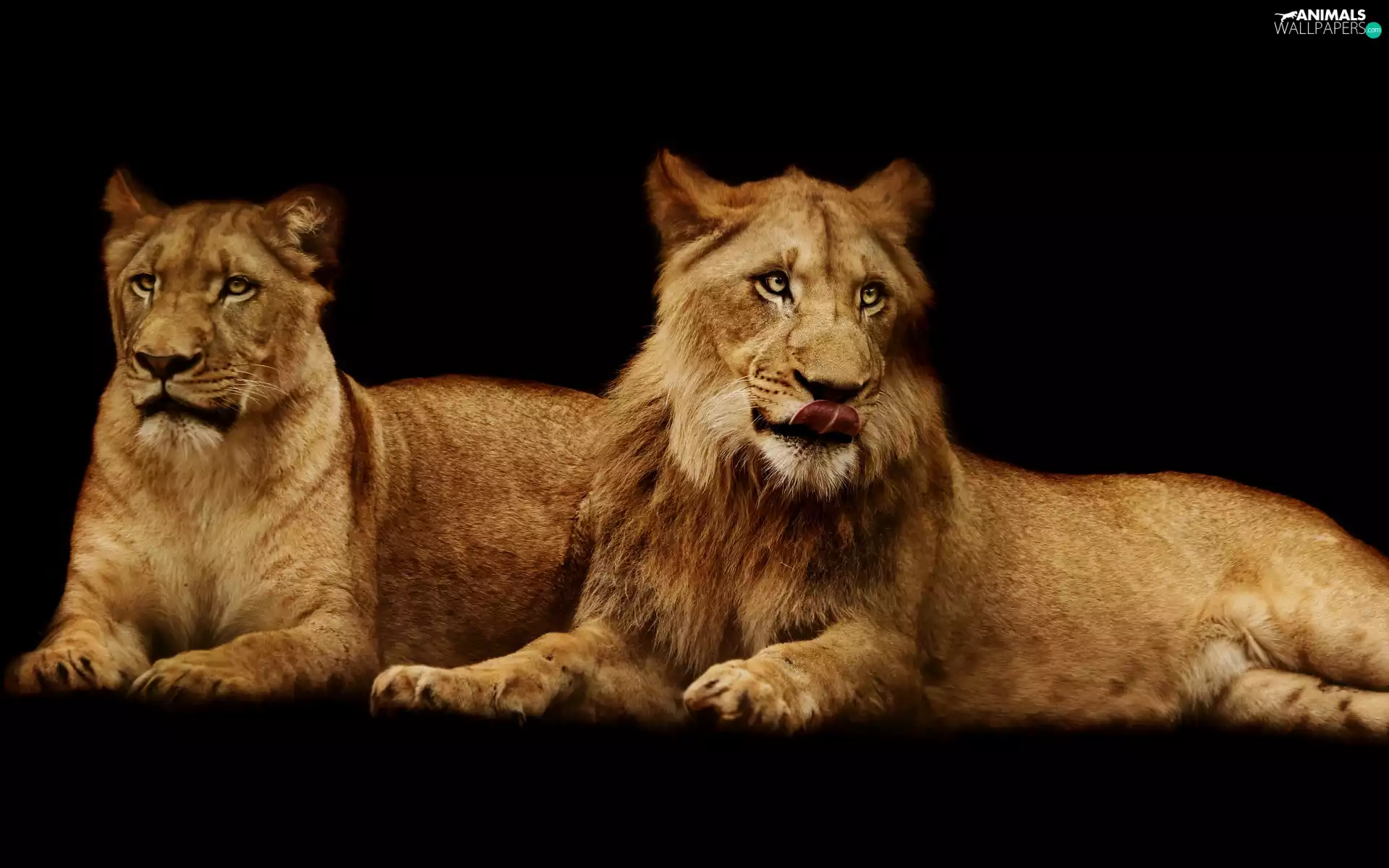 Lioness, young, Lion