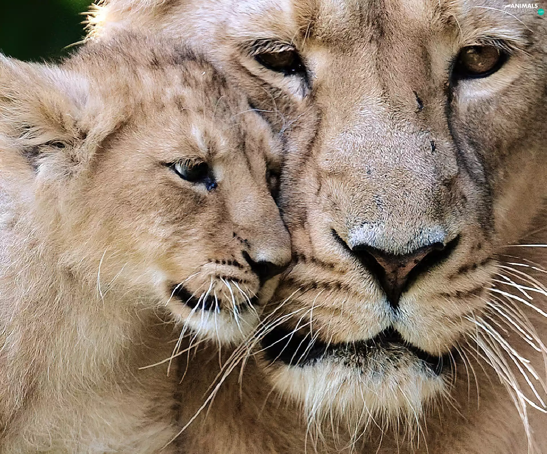 Lioness, lion