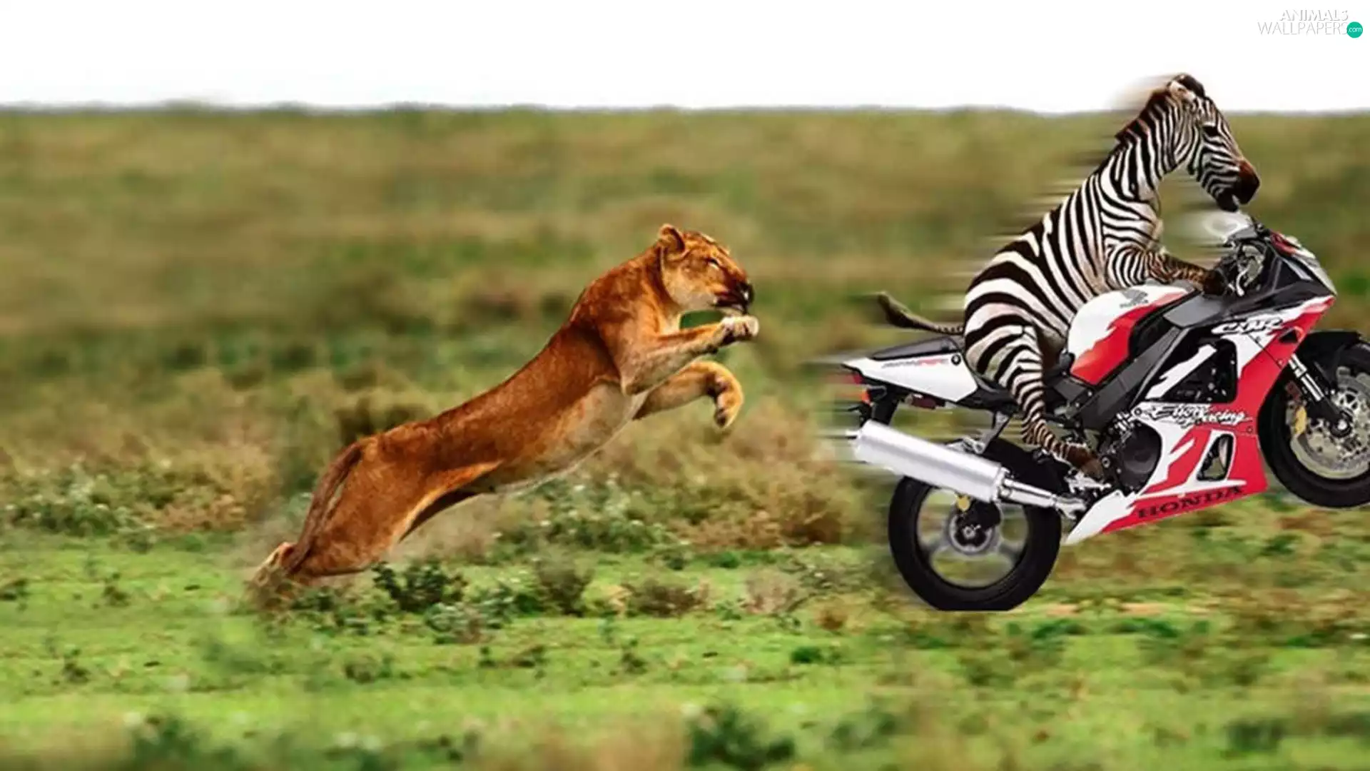 Lioness, Zebra, Motorbike