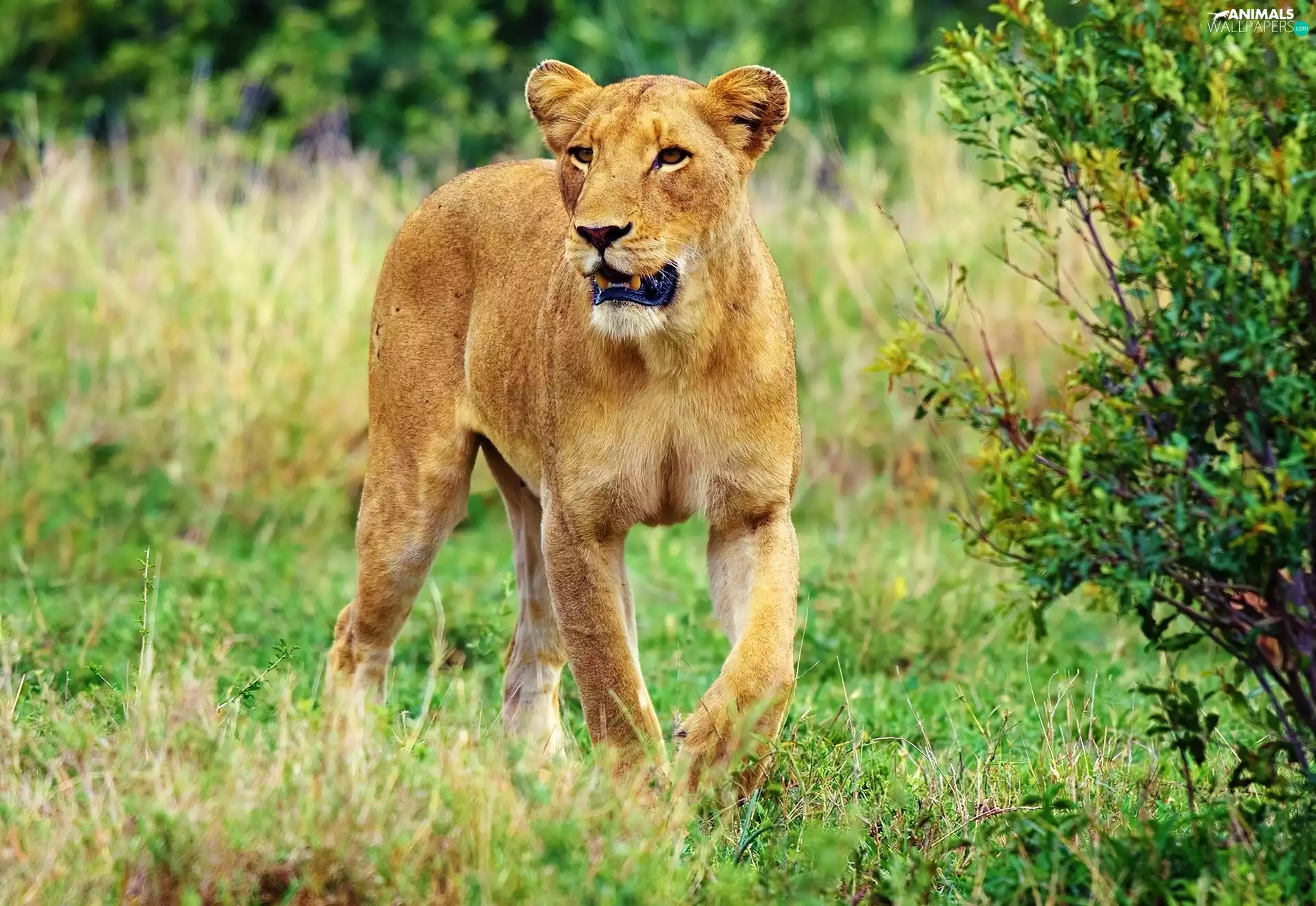 Lioness, VEGETATION