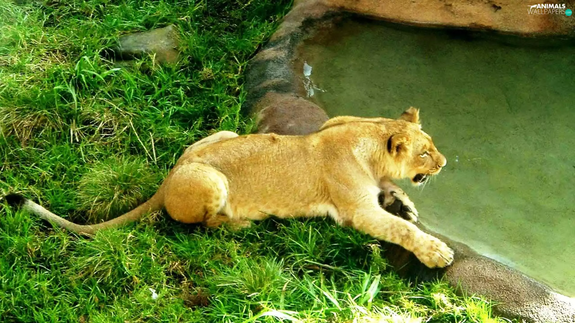 Lioness, zoo