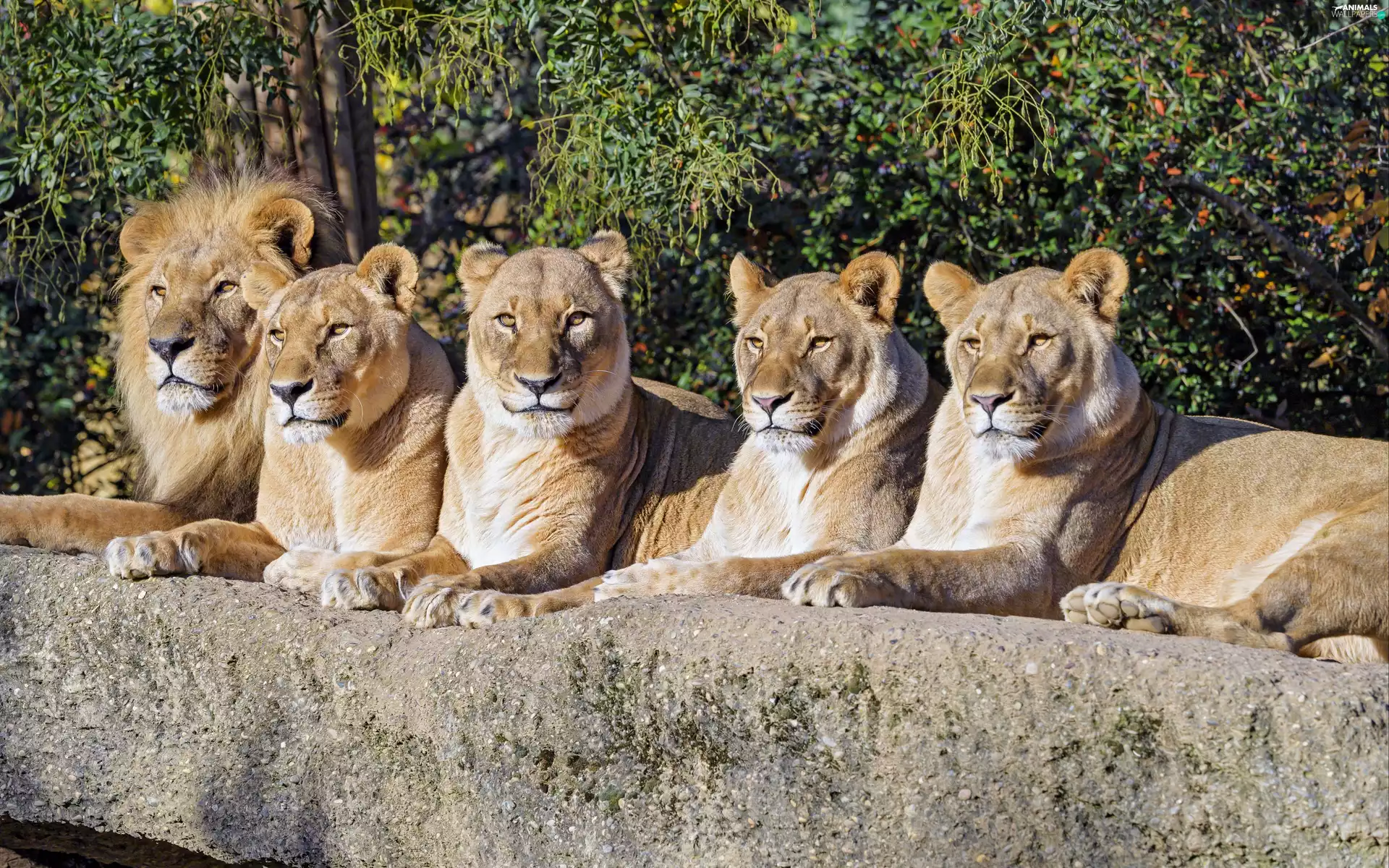 lions, Lion, Rocks, lionesses