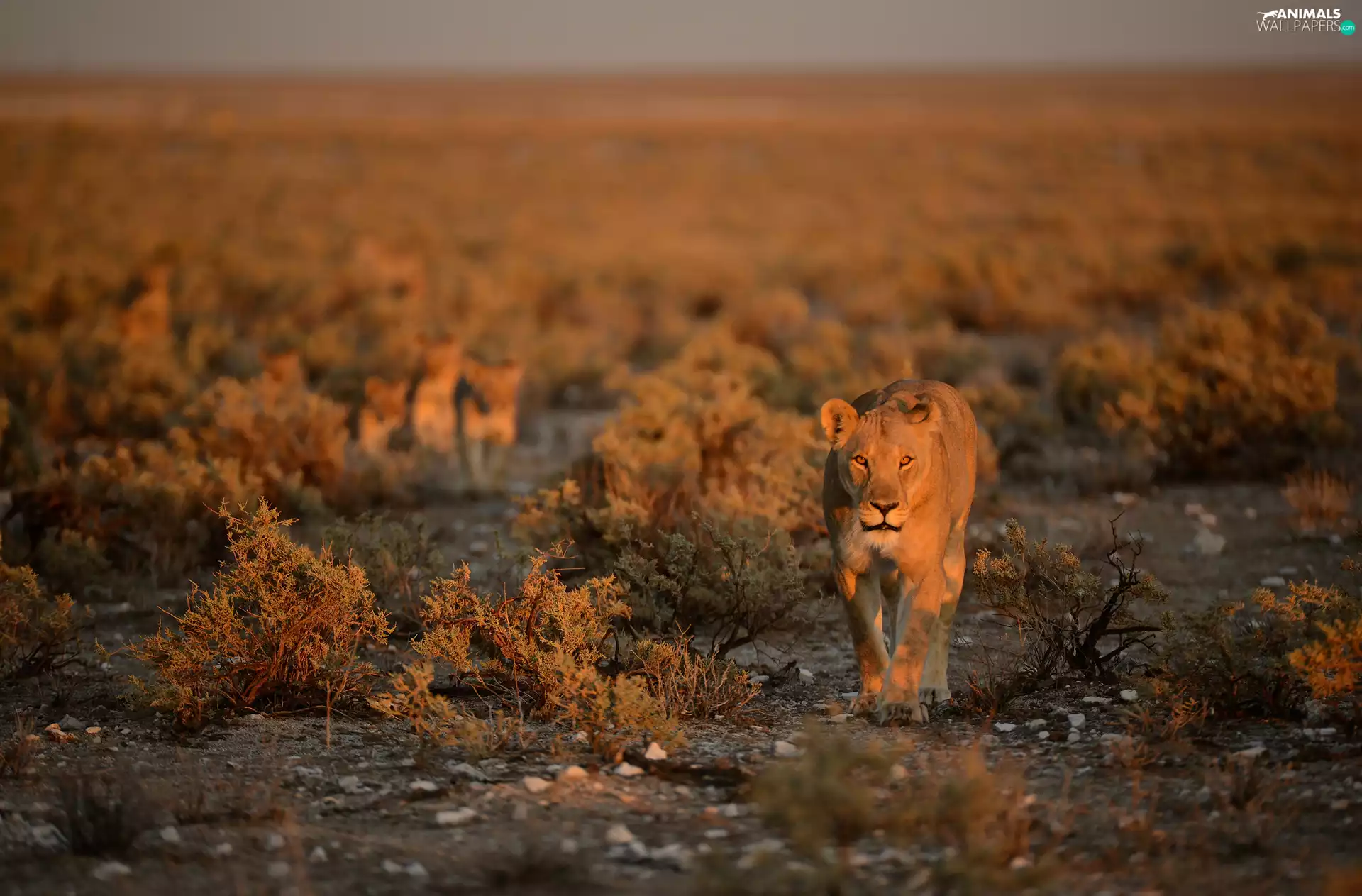 lionesses, savanna