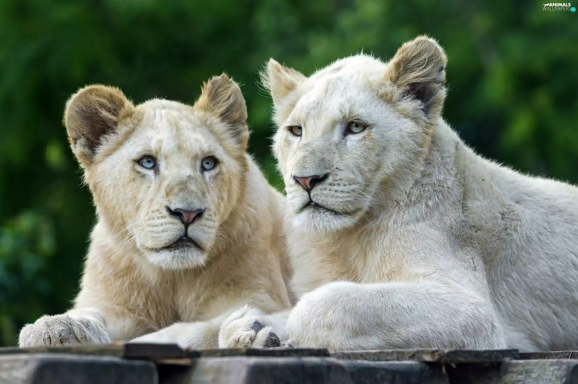 lionesses, Two, White