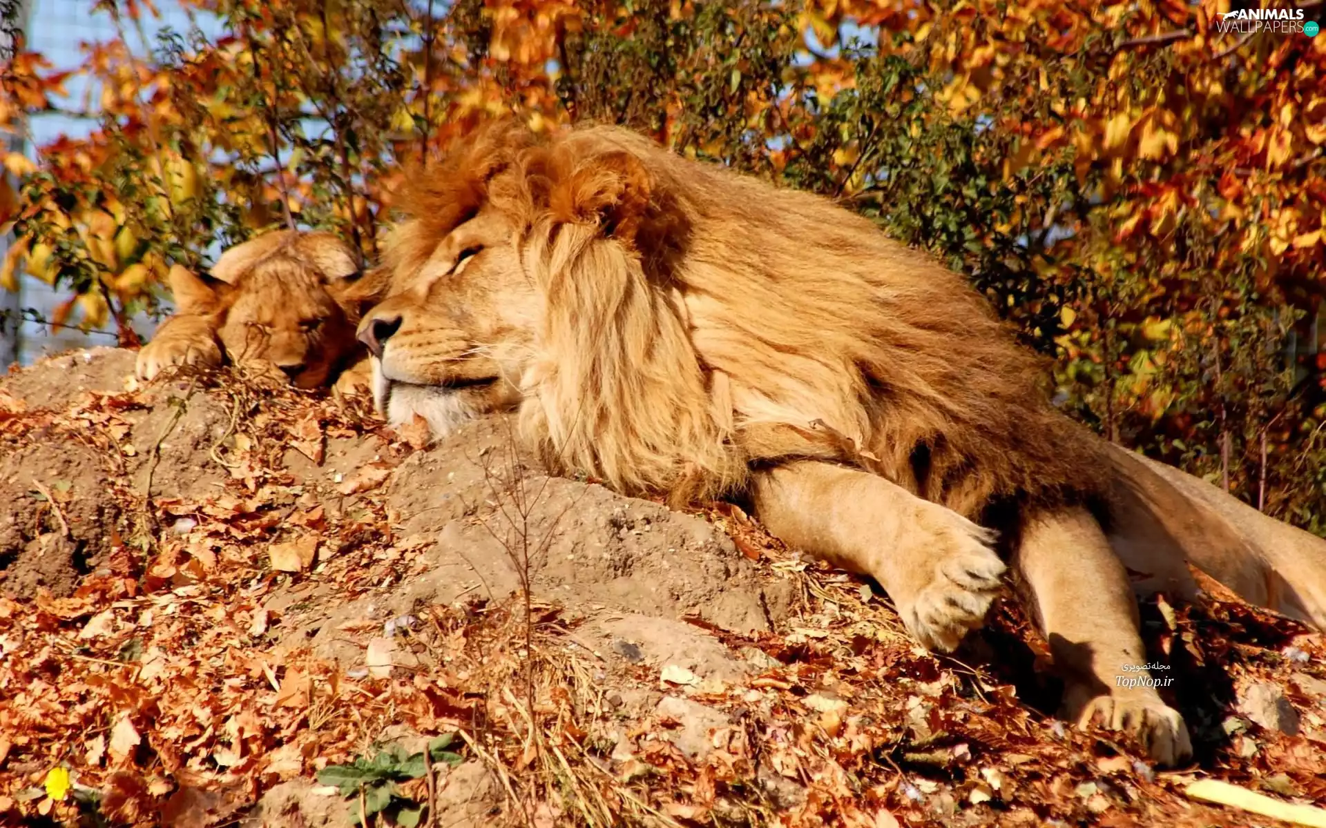 lions, dream