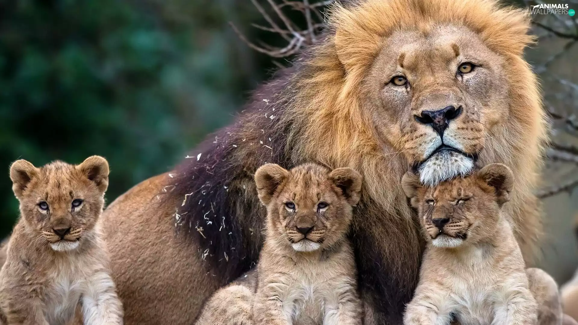 lions, Family