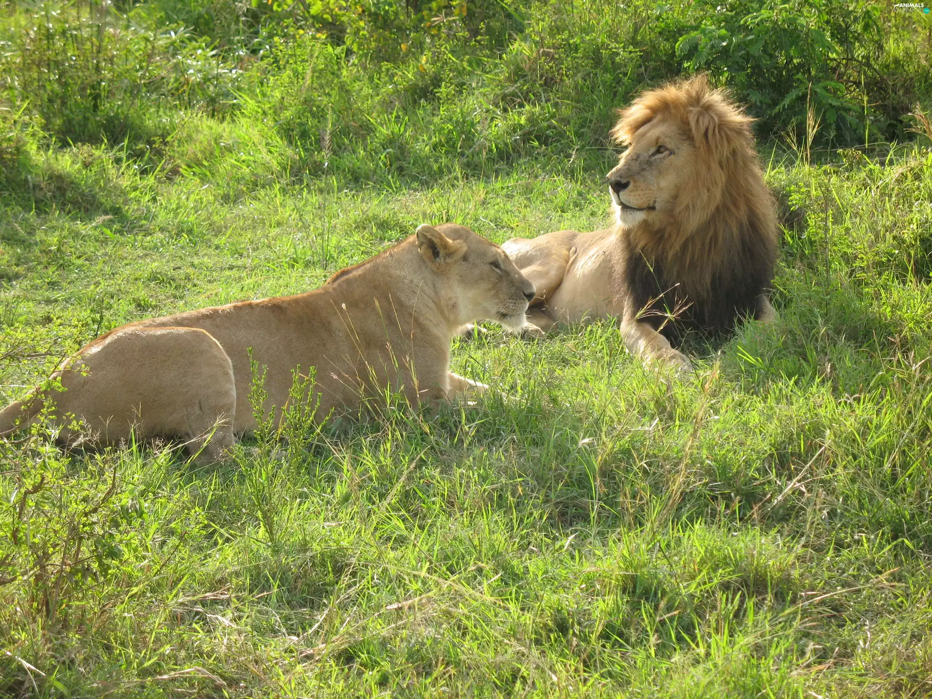 grass, Two cars, lions