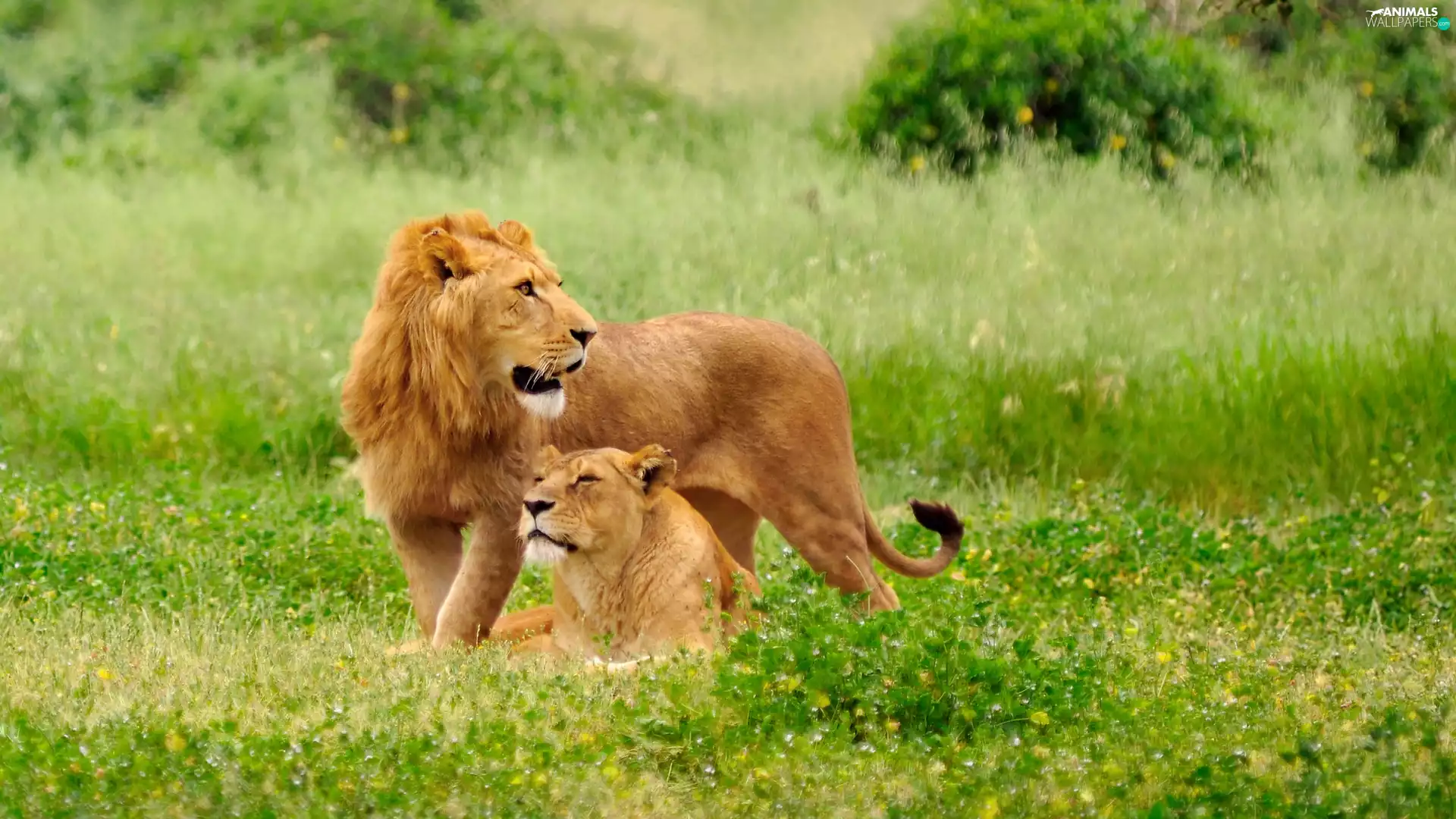 lions, grass