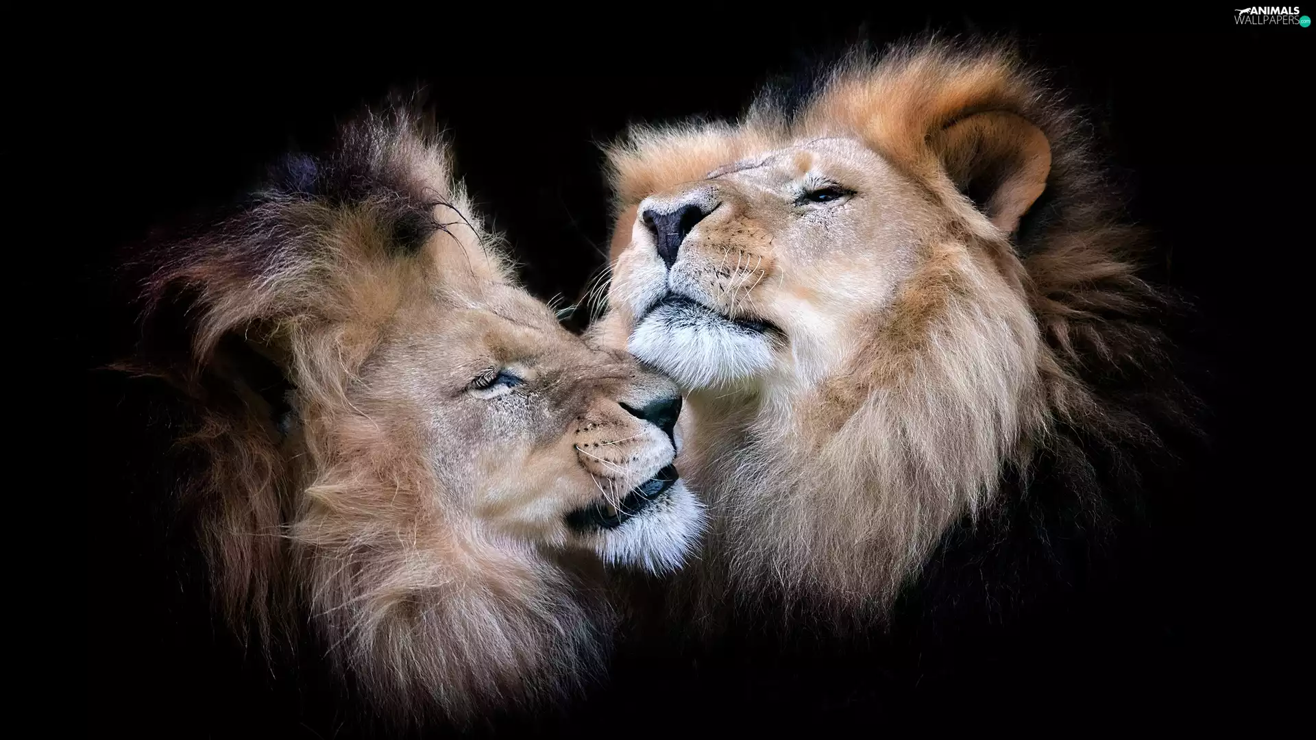 head, Two cars, lions