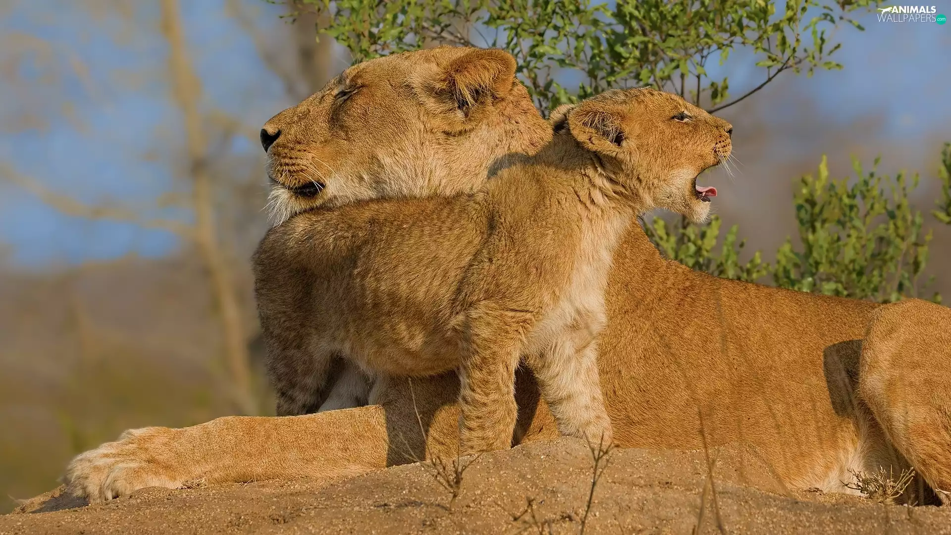 lions, Lioness, lion