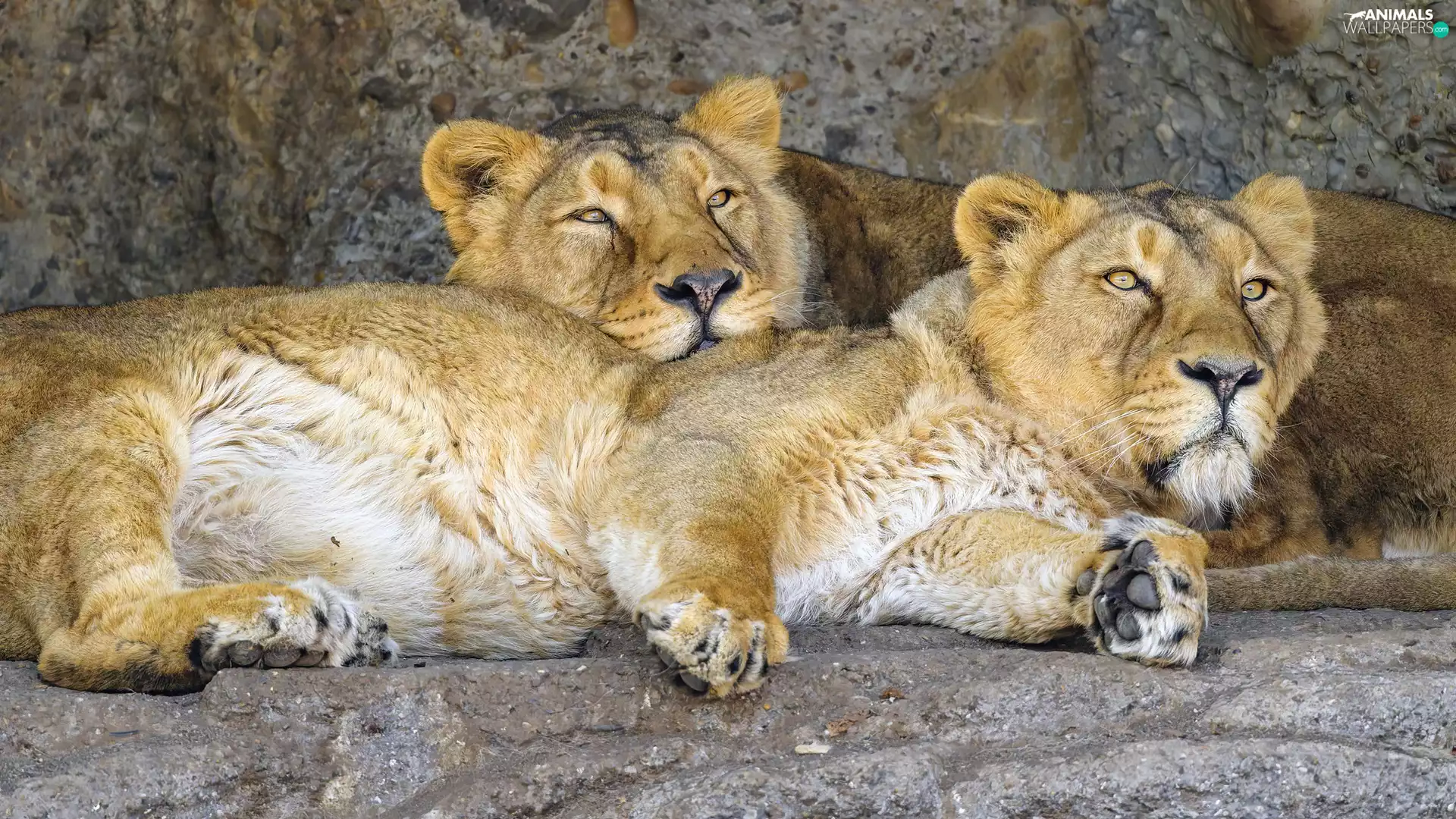 lions, Two, lionesses