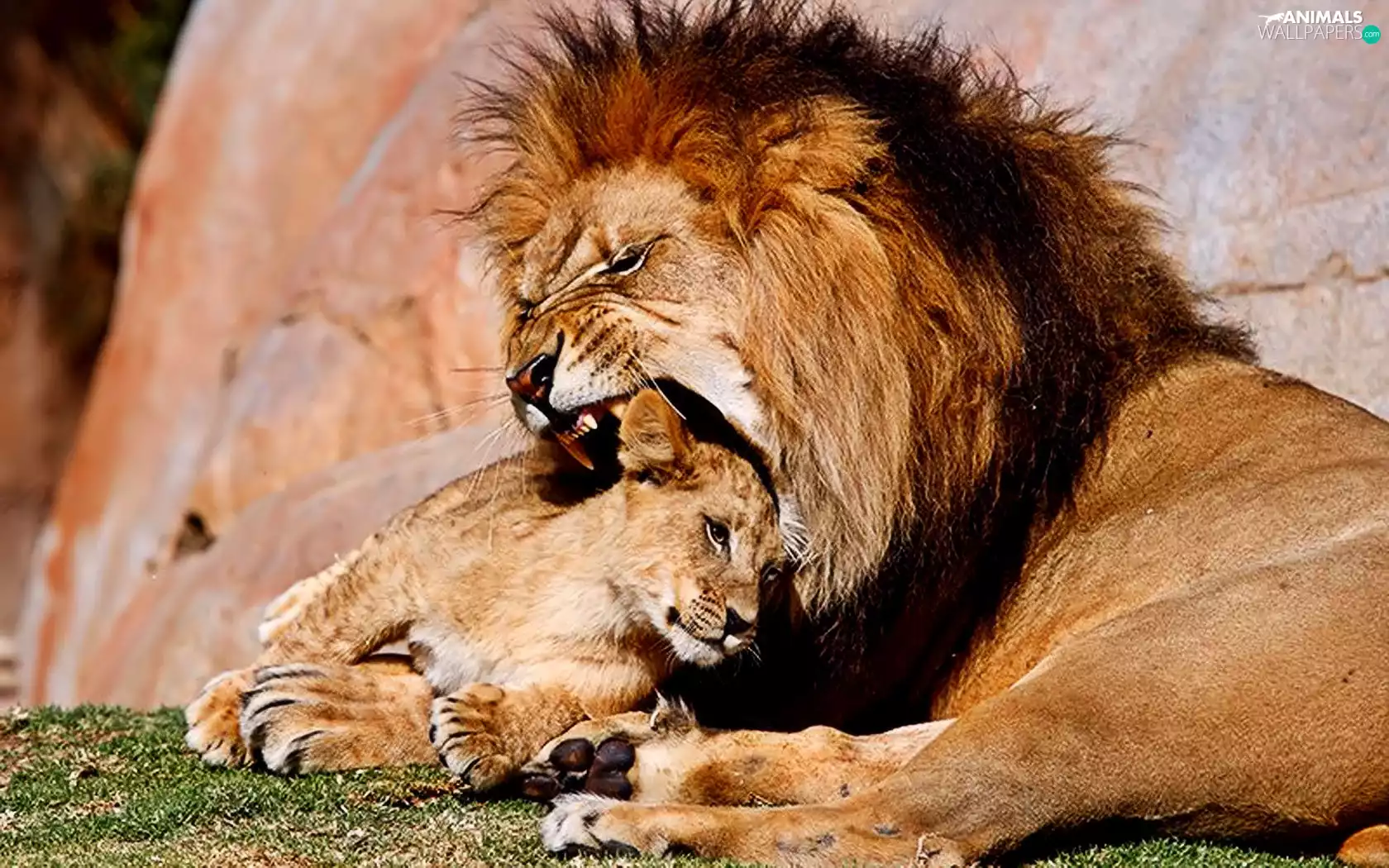 nature, Two cars, lions