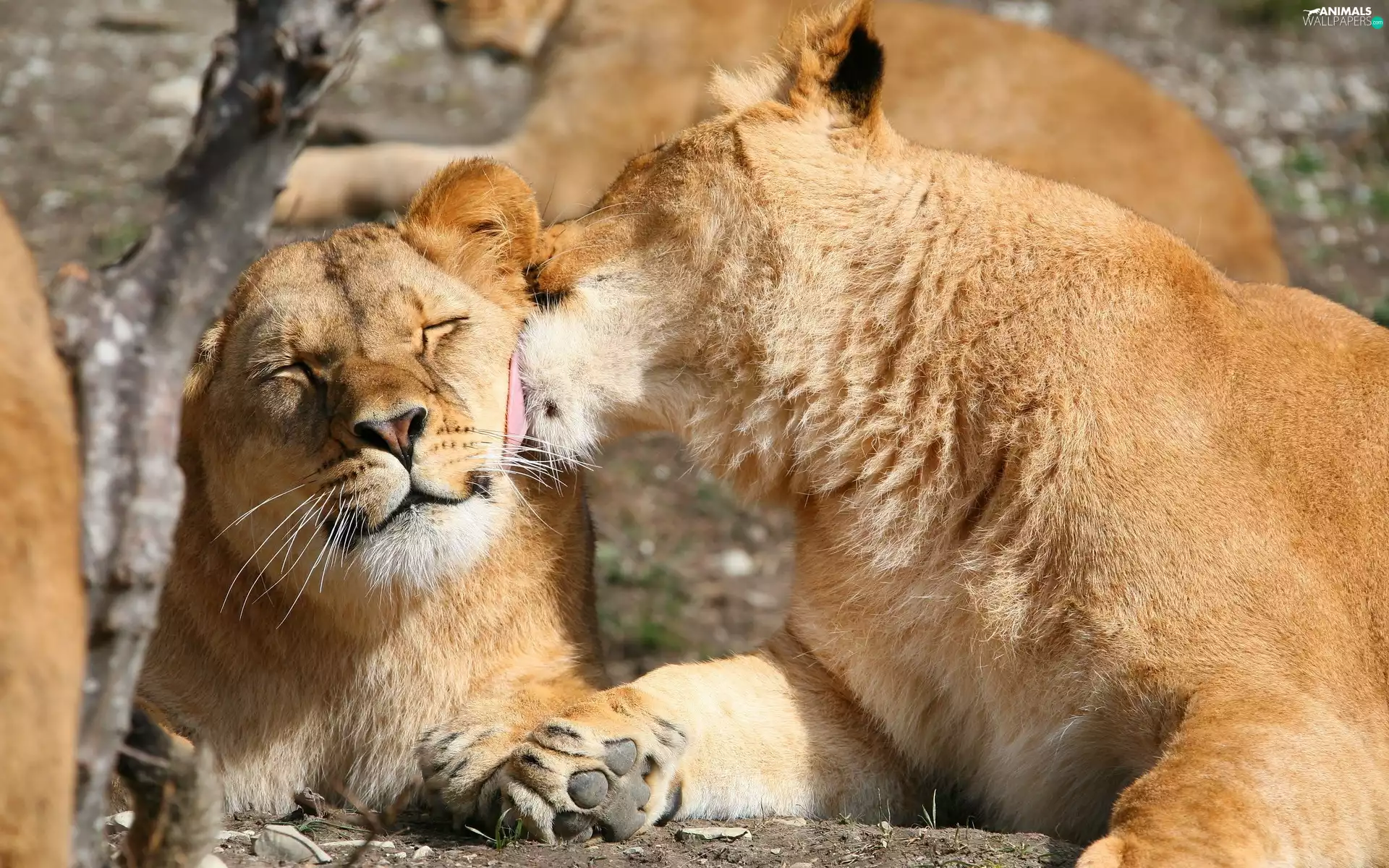 lions, necking