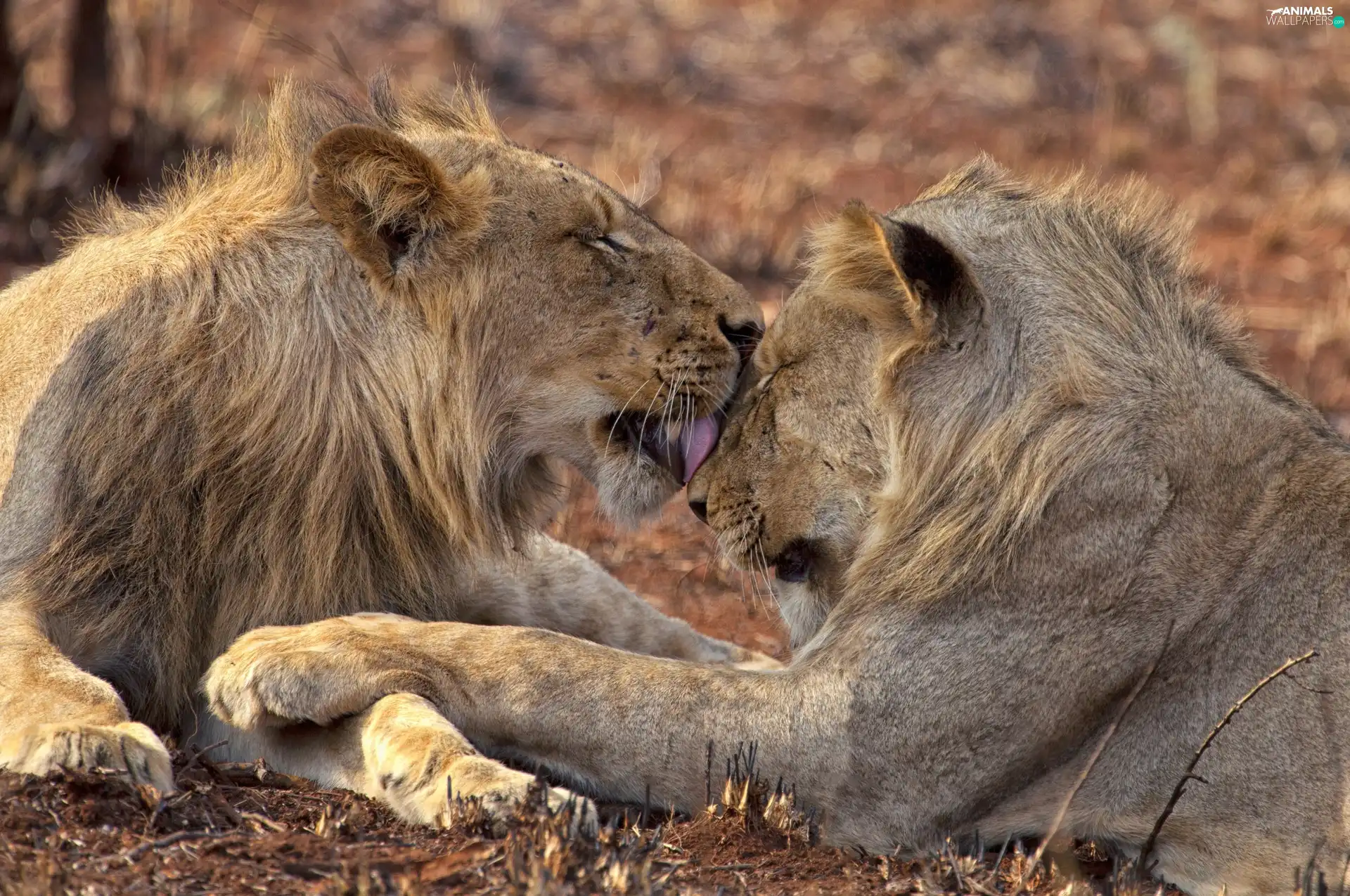 licking, Two cars, lions