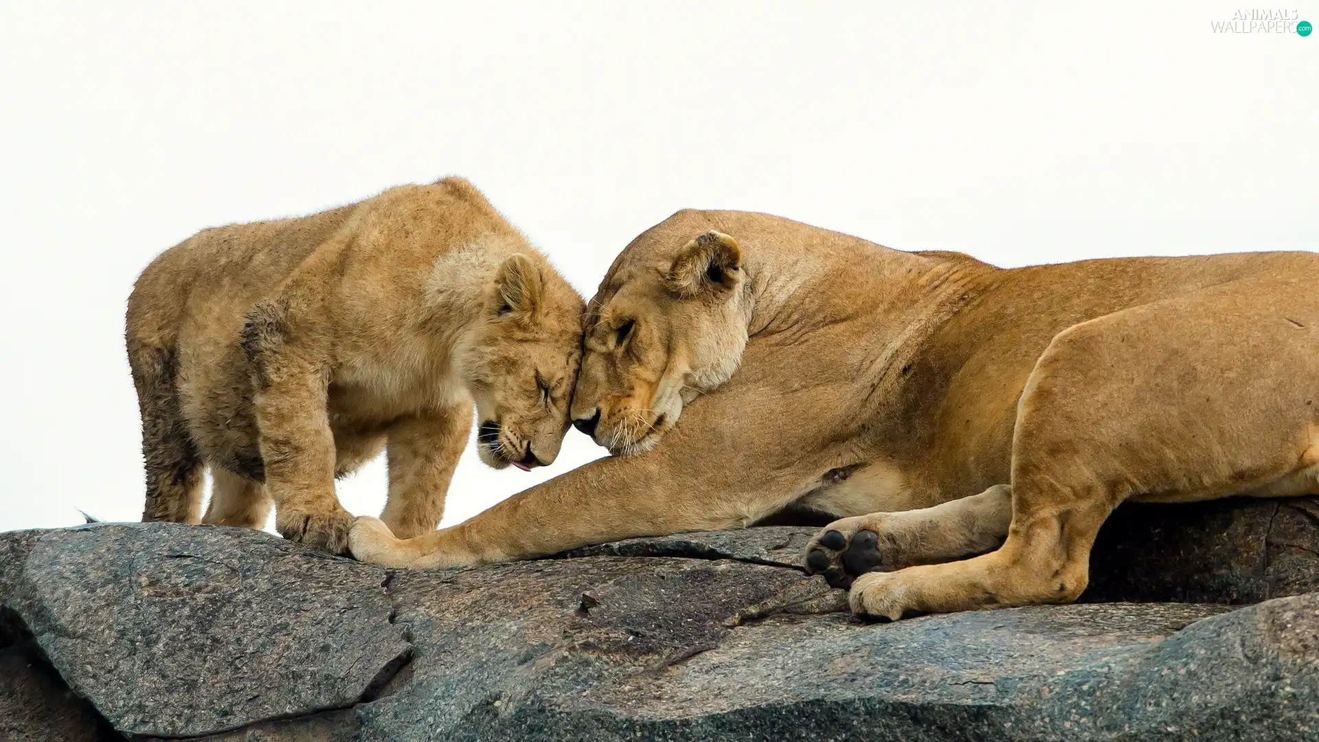 Rocks, Two cars, lions