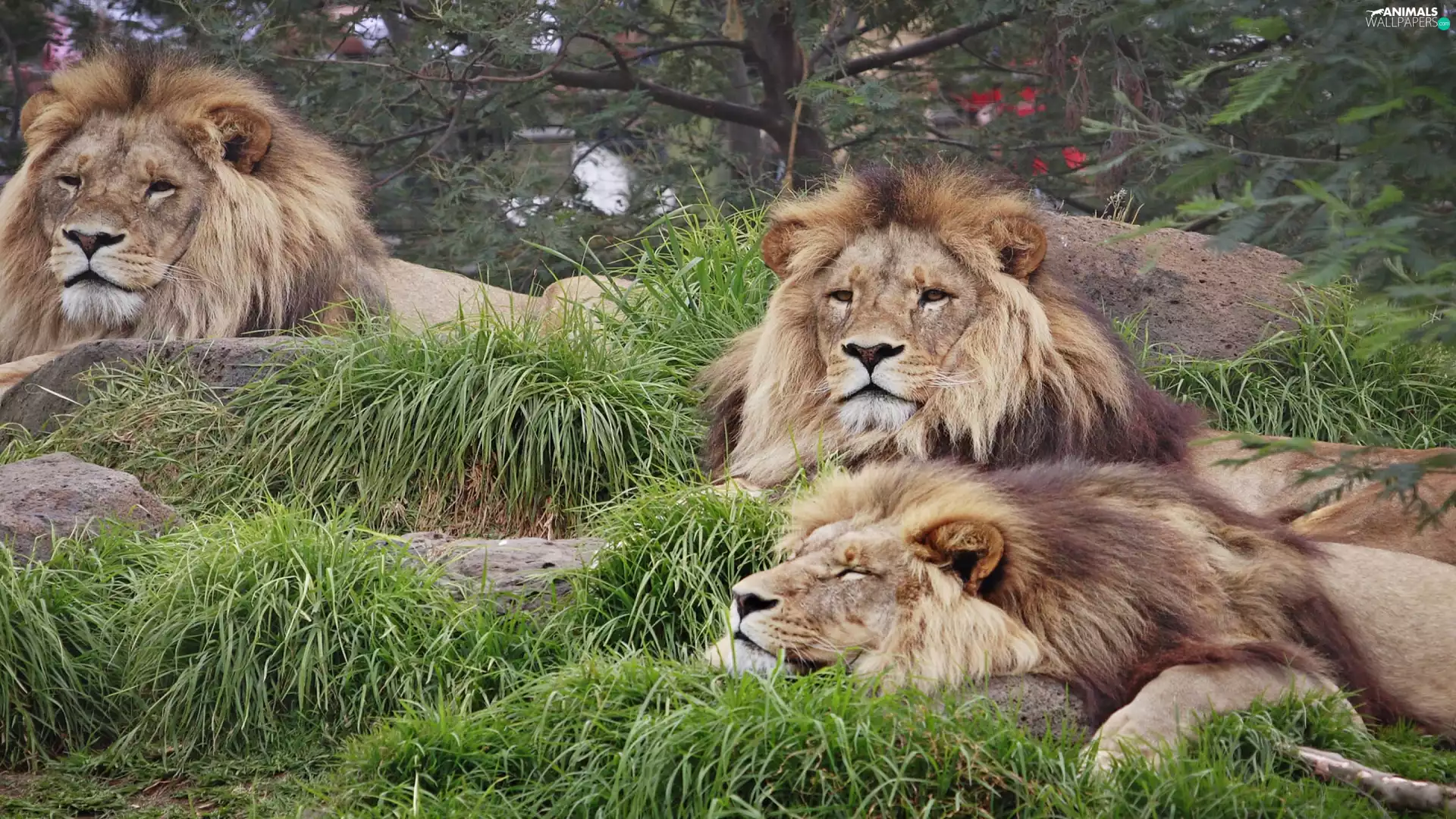 lions, zoo